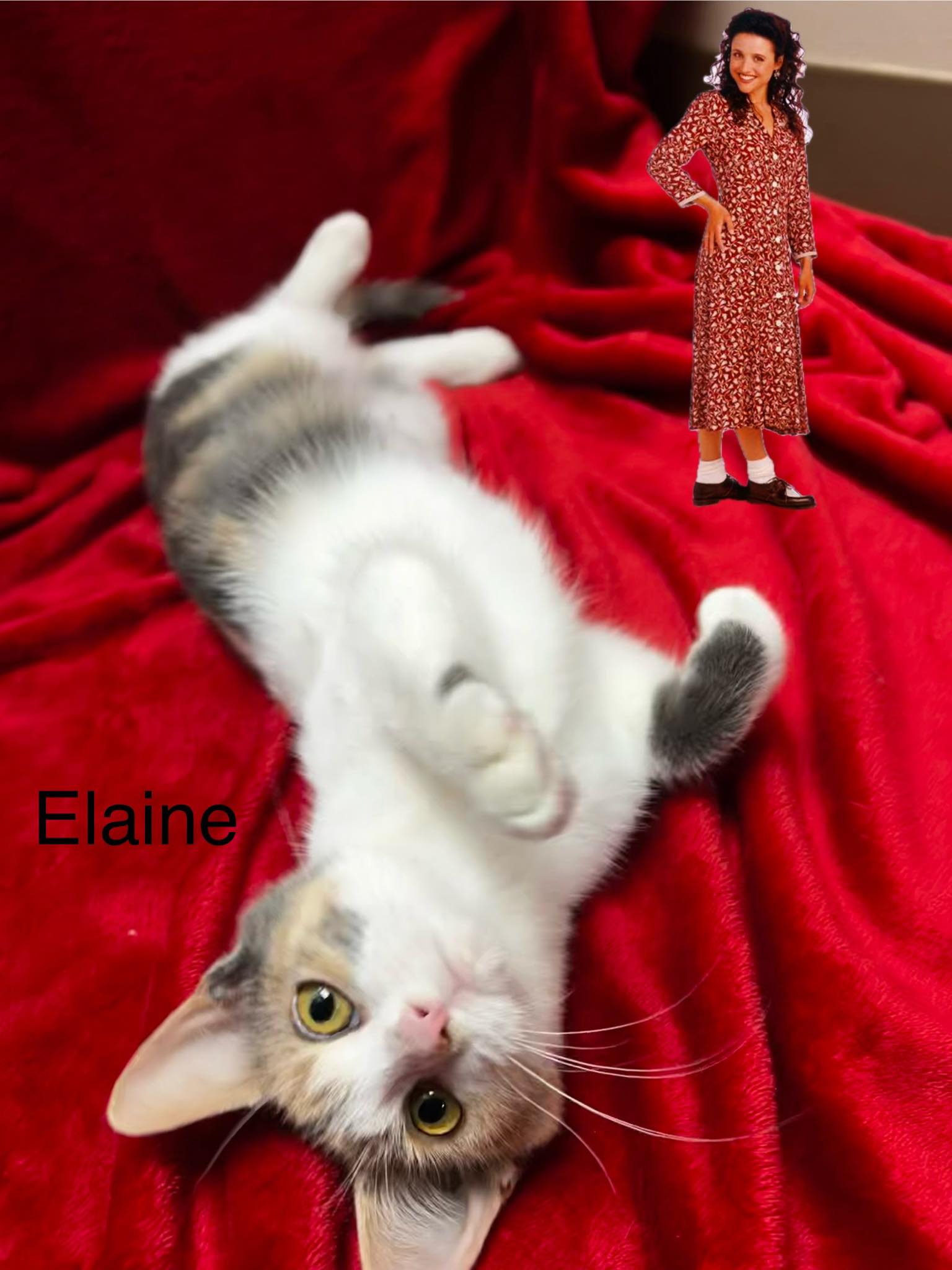 County Seat Veterinary Hospital - Sarah Stewart DVM Princeton