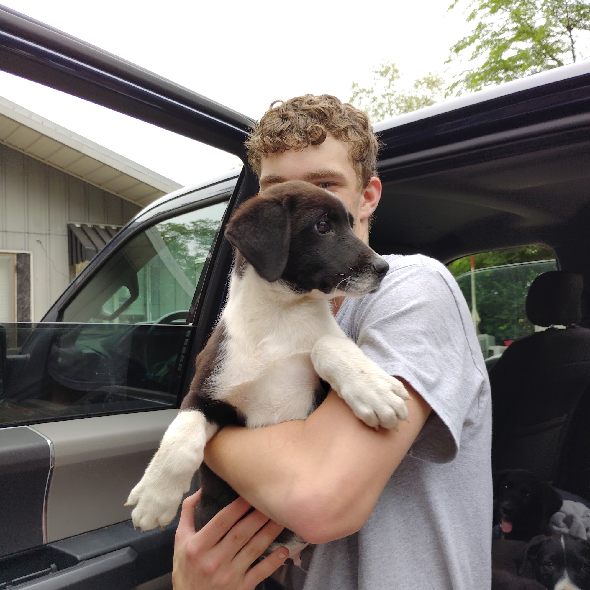 Gibson County Animal Services Princeton