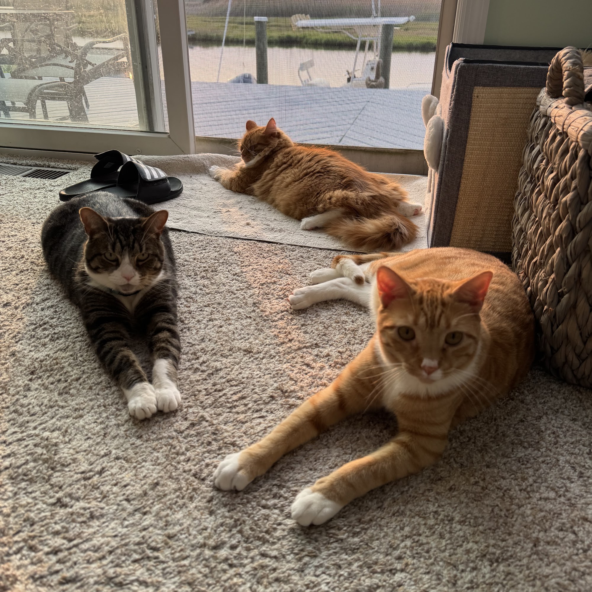 Davis Veterinary Service Rensselaer