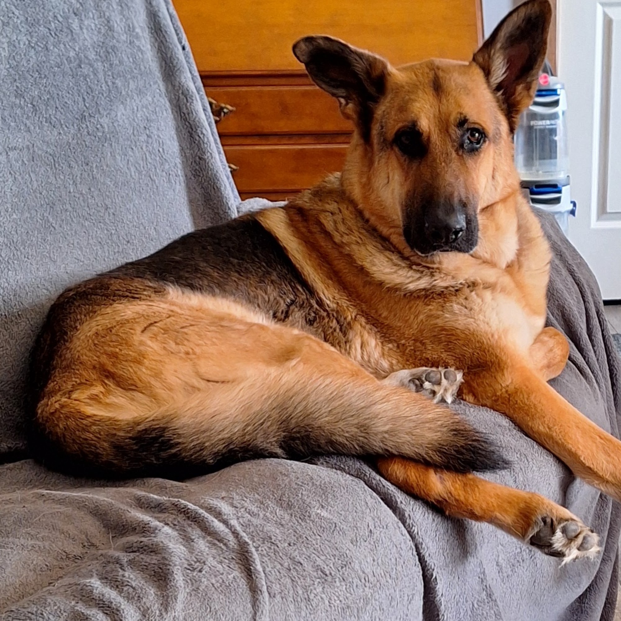 Logue's TLC Pet Hospital, LLC Richmond