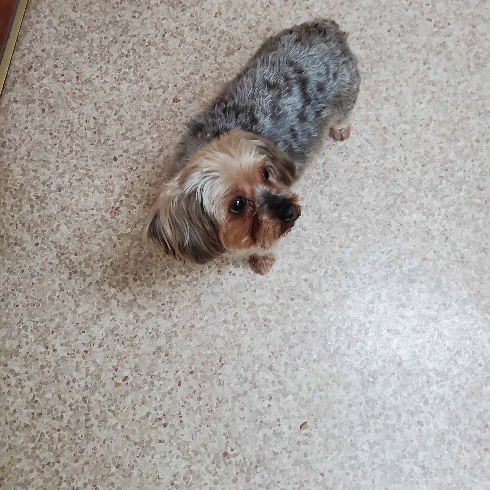 Animal Hospital of Richmond Richmond