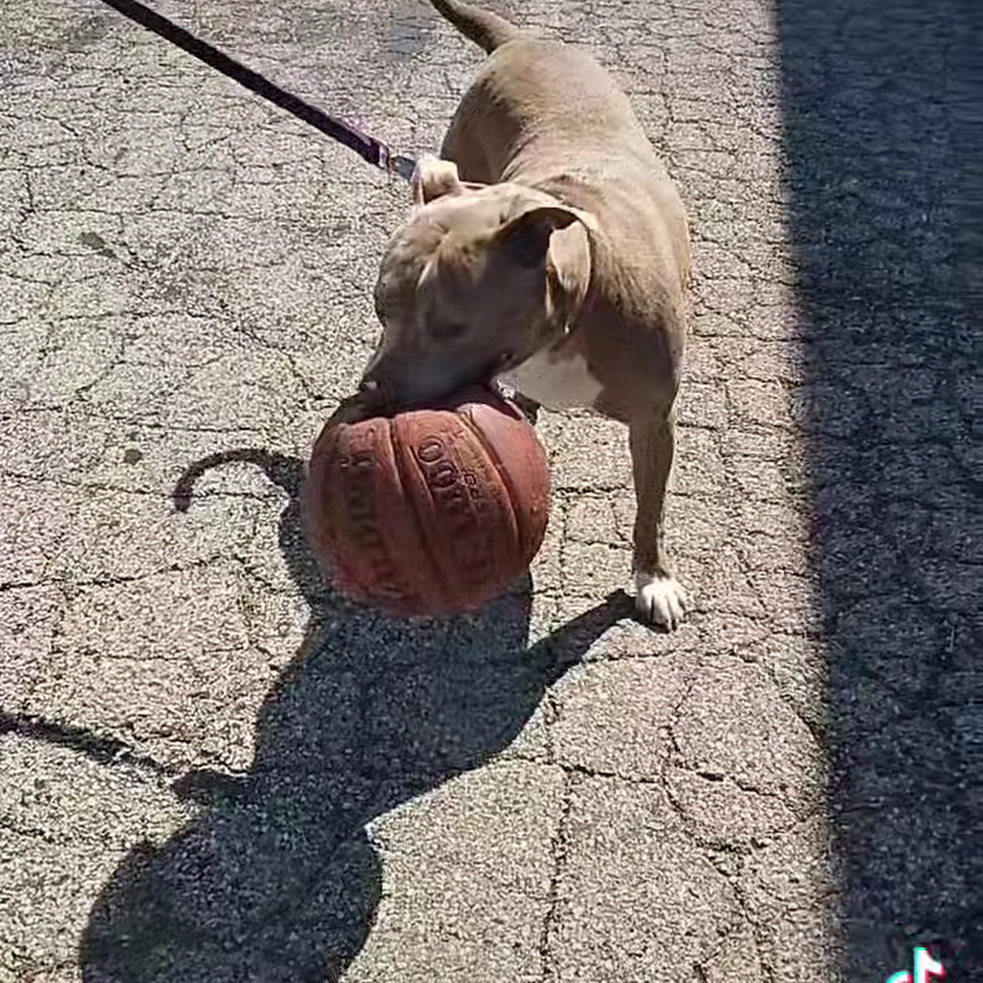 HELP the Animals, Inc Richmond