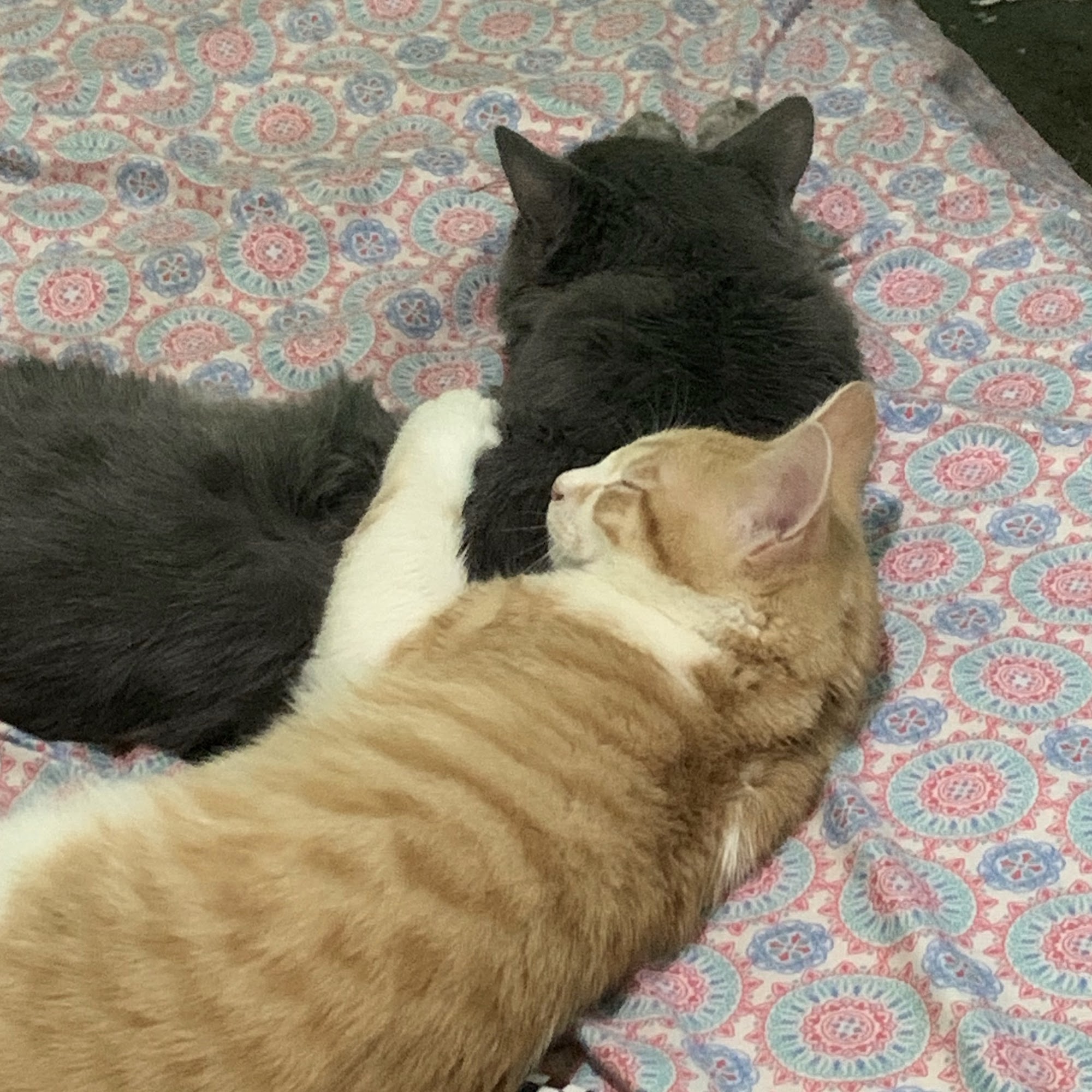 Rising Sun Veterinary Clinic Rising Sun