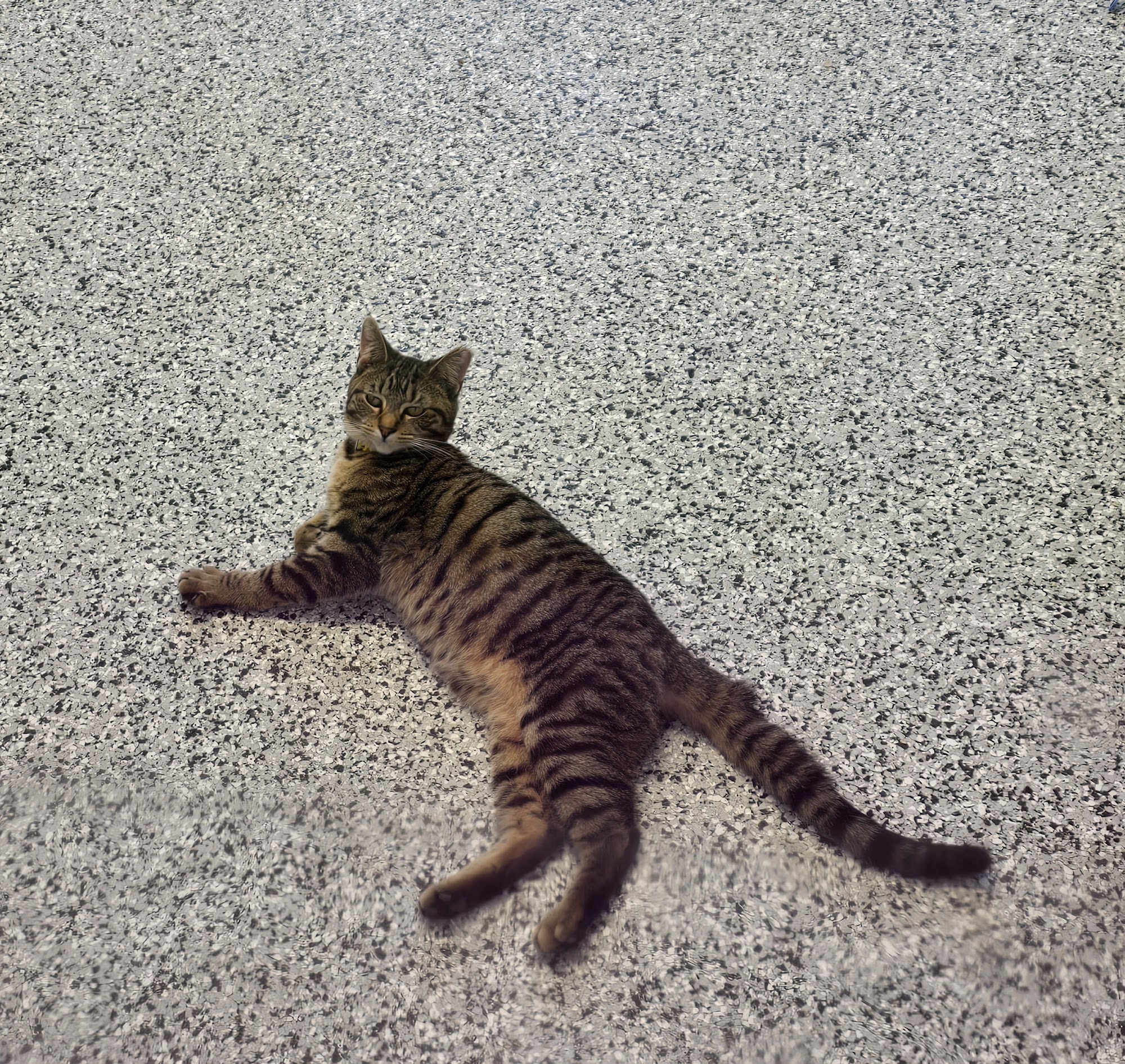 Rushville Animal Shelter Rushville