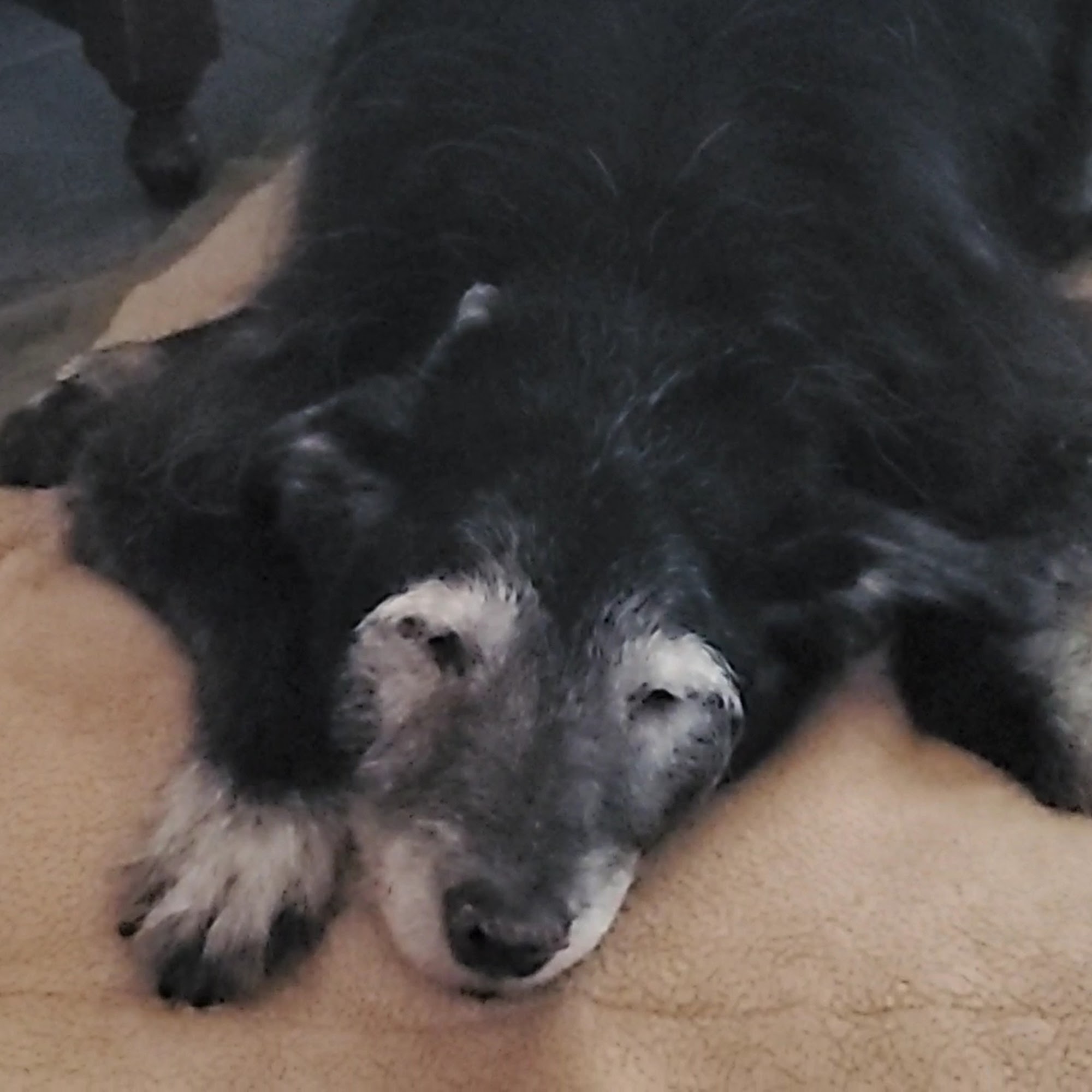 Salem Veterinary Service Salem