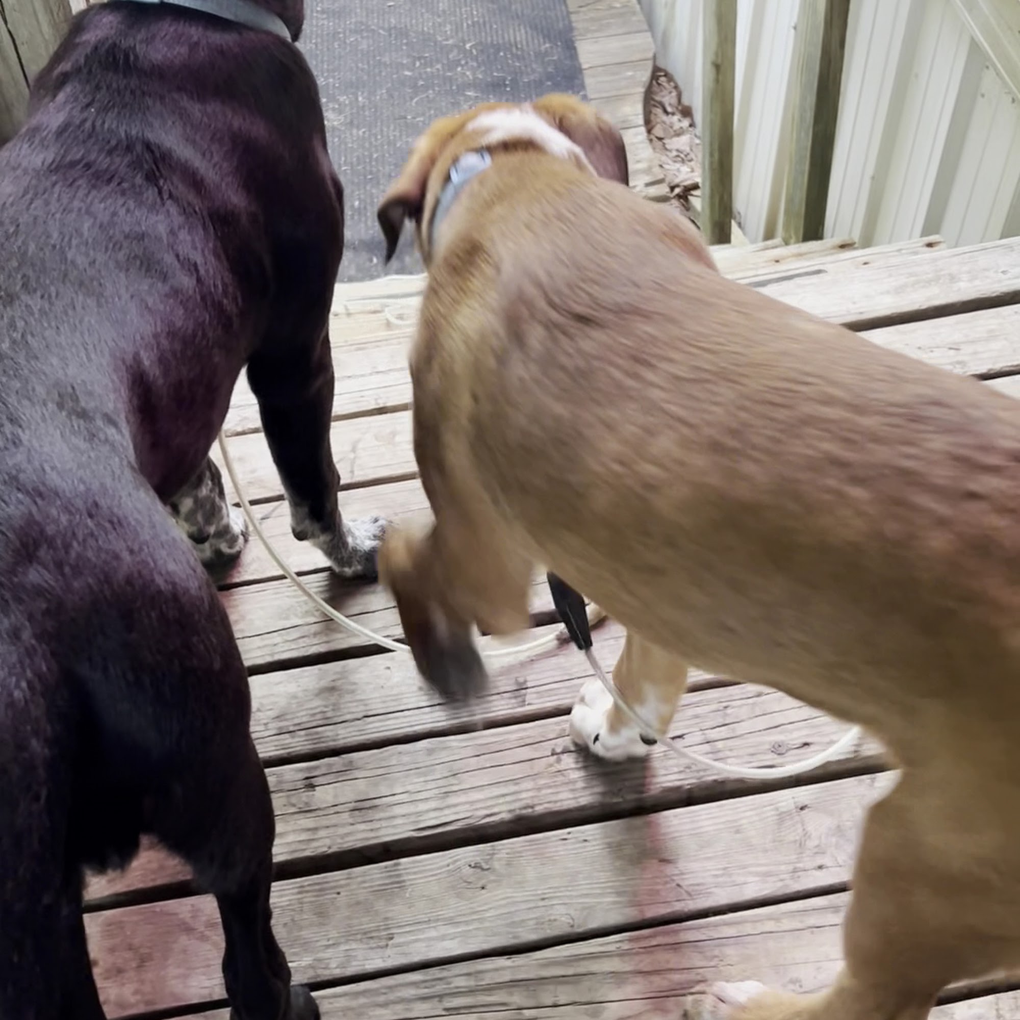 Moore's Animal Care Clinic Salem