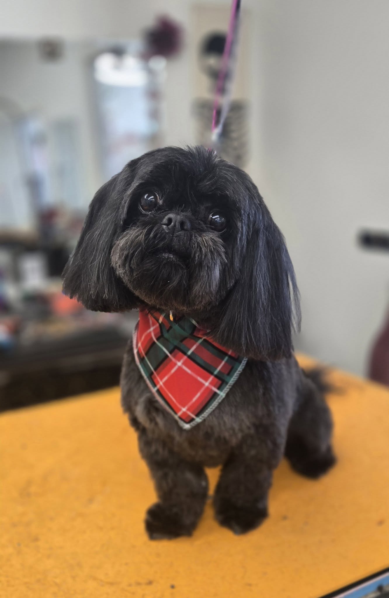 Smoochie Pooch Schererville