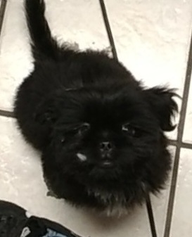 Furbaby Grooming Salon Scottsburg