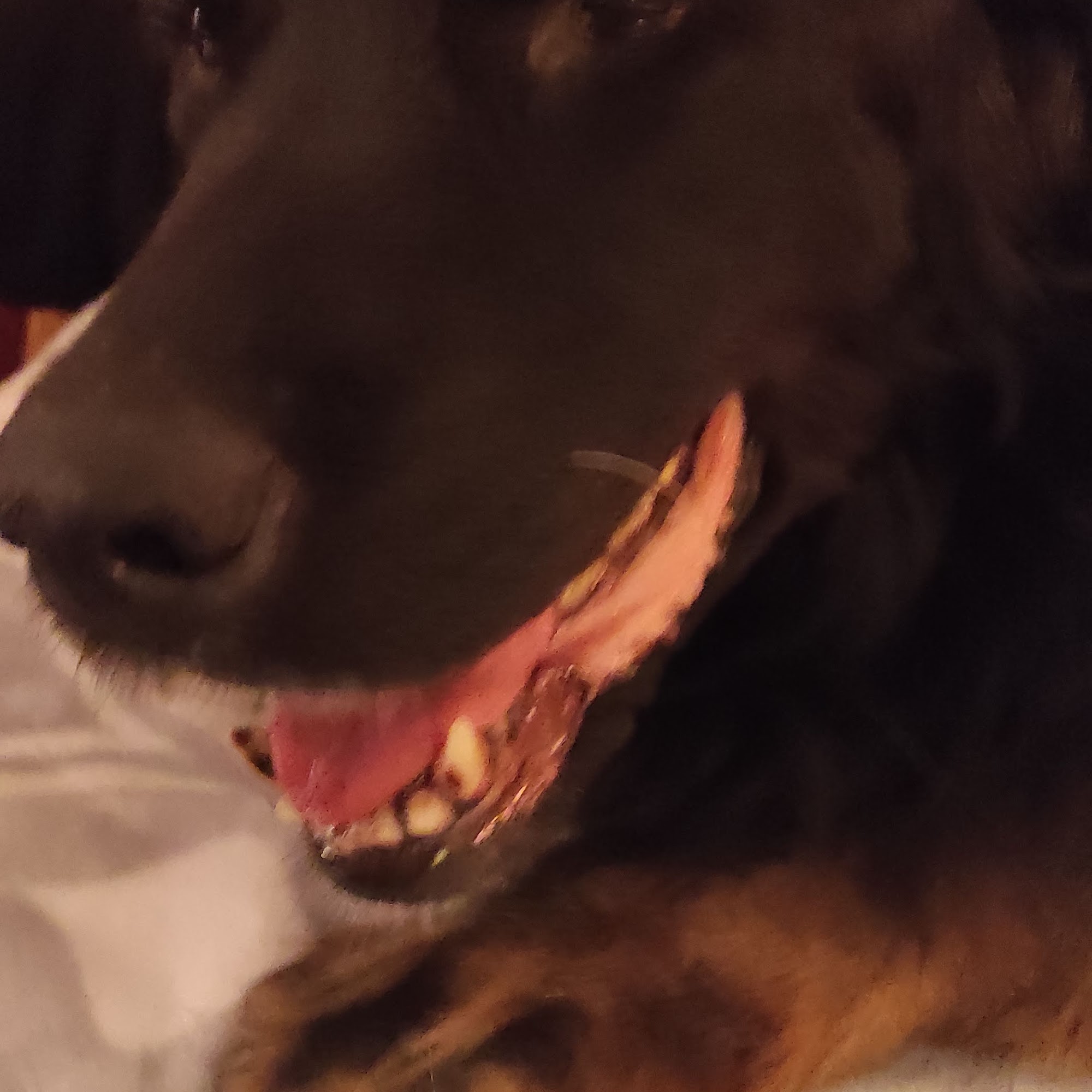 Elkins Laura E DVM Sellersburg