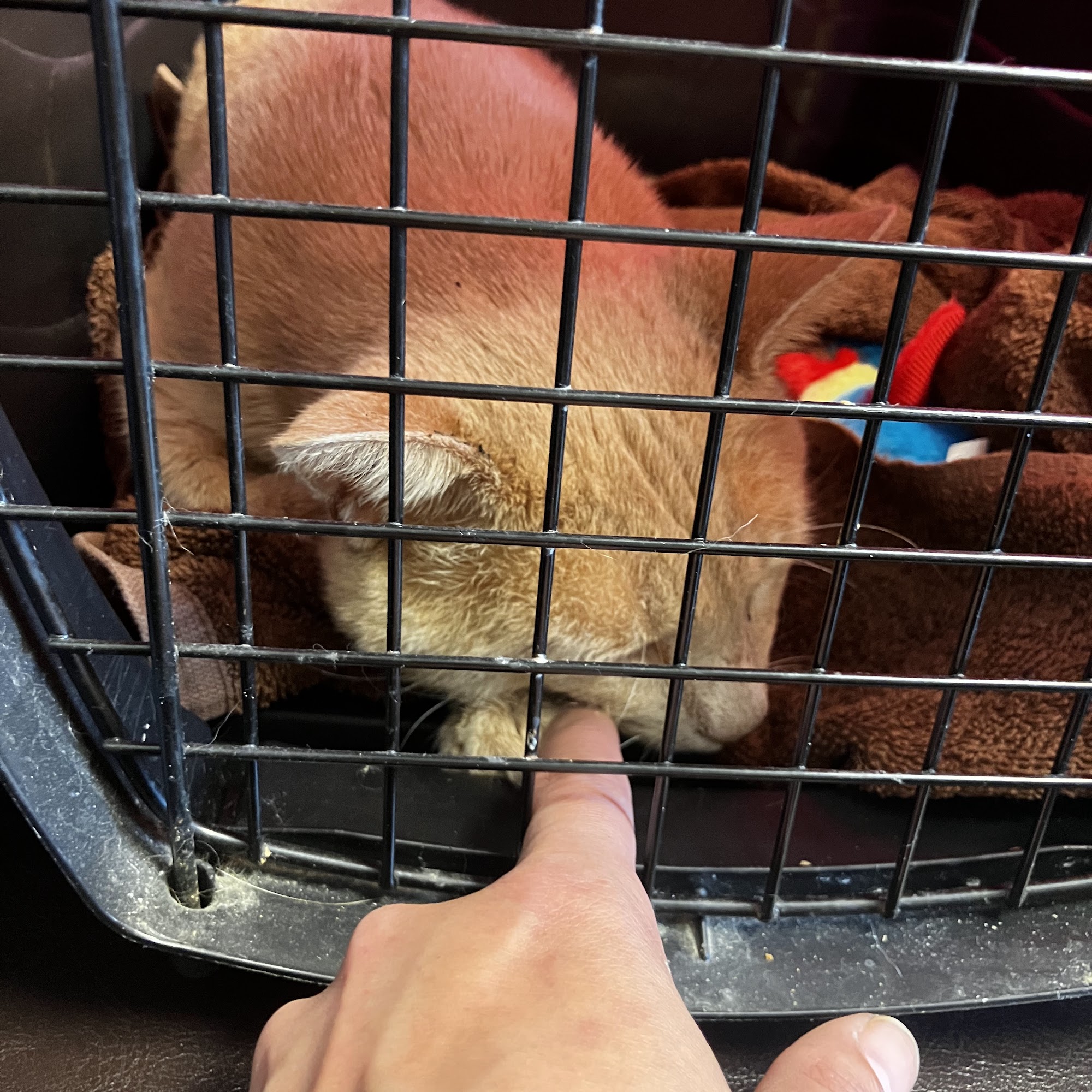 Jackson County Animal Clinic Seymour