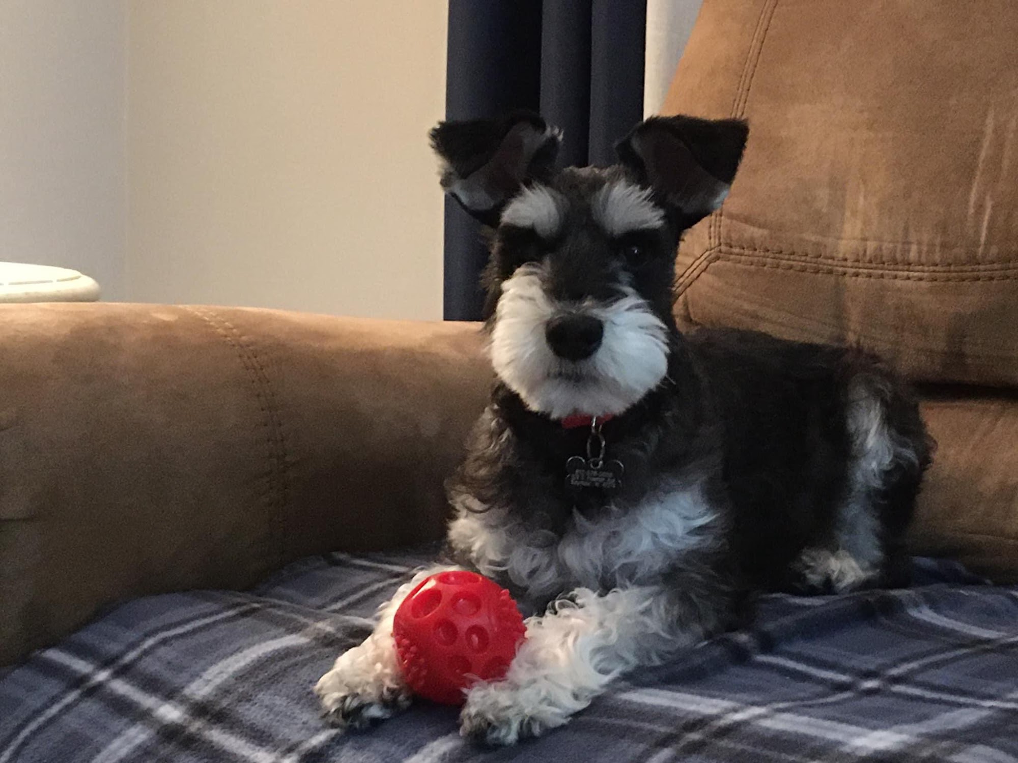 St Francis Pet Hospital Seymour