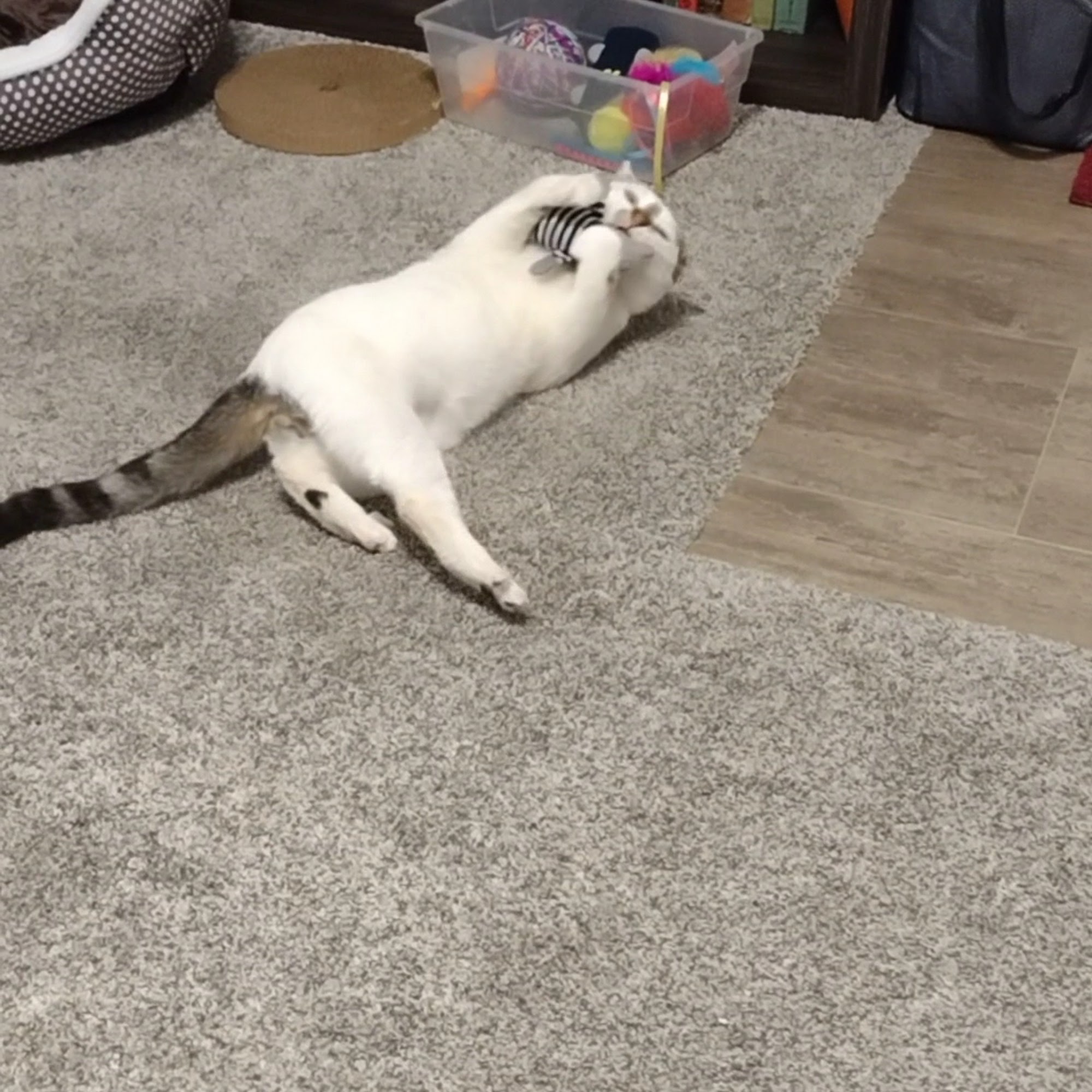 Seymour Animal Hospital Seymour