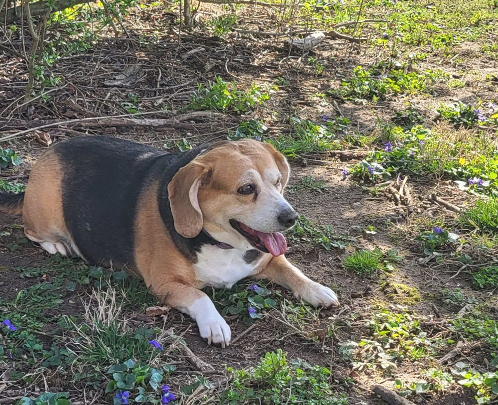 The Dapper Dog Seymour