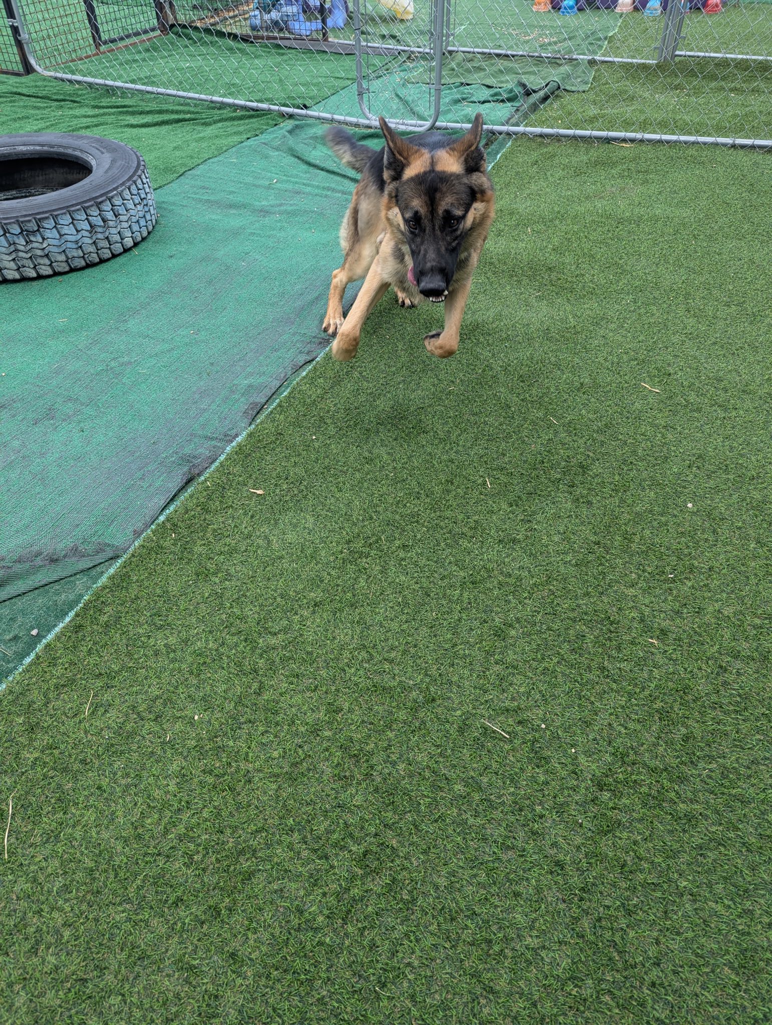 Unleashed Grooming, Daycare and Boarding Seymour