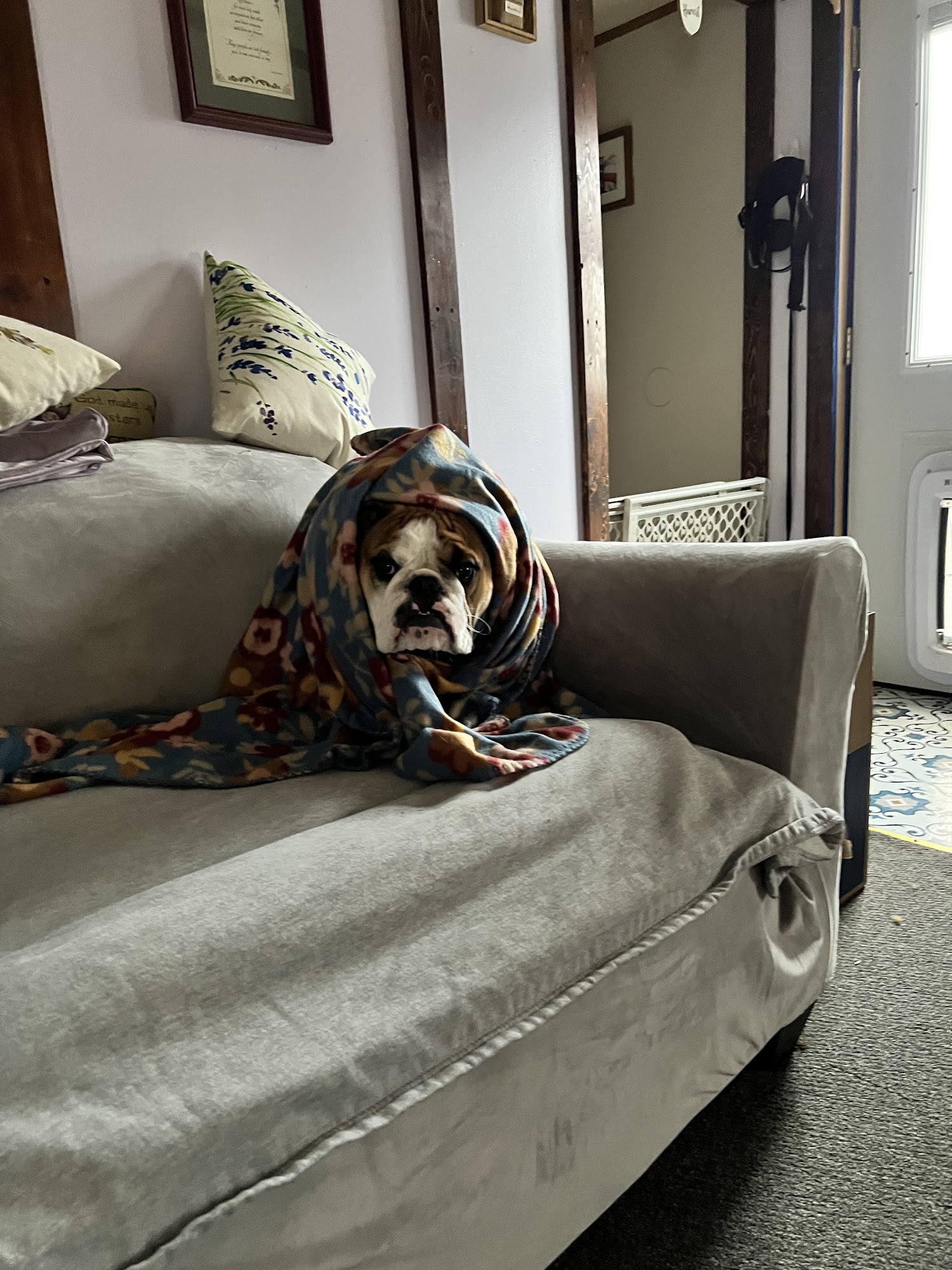 Pet Supplies Plus Shelbyville Shelbyville