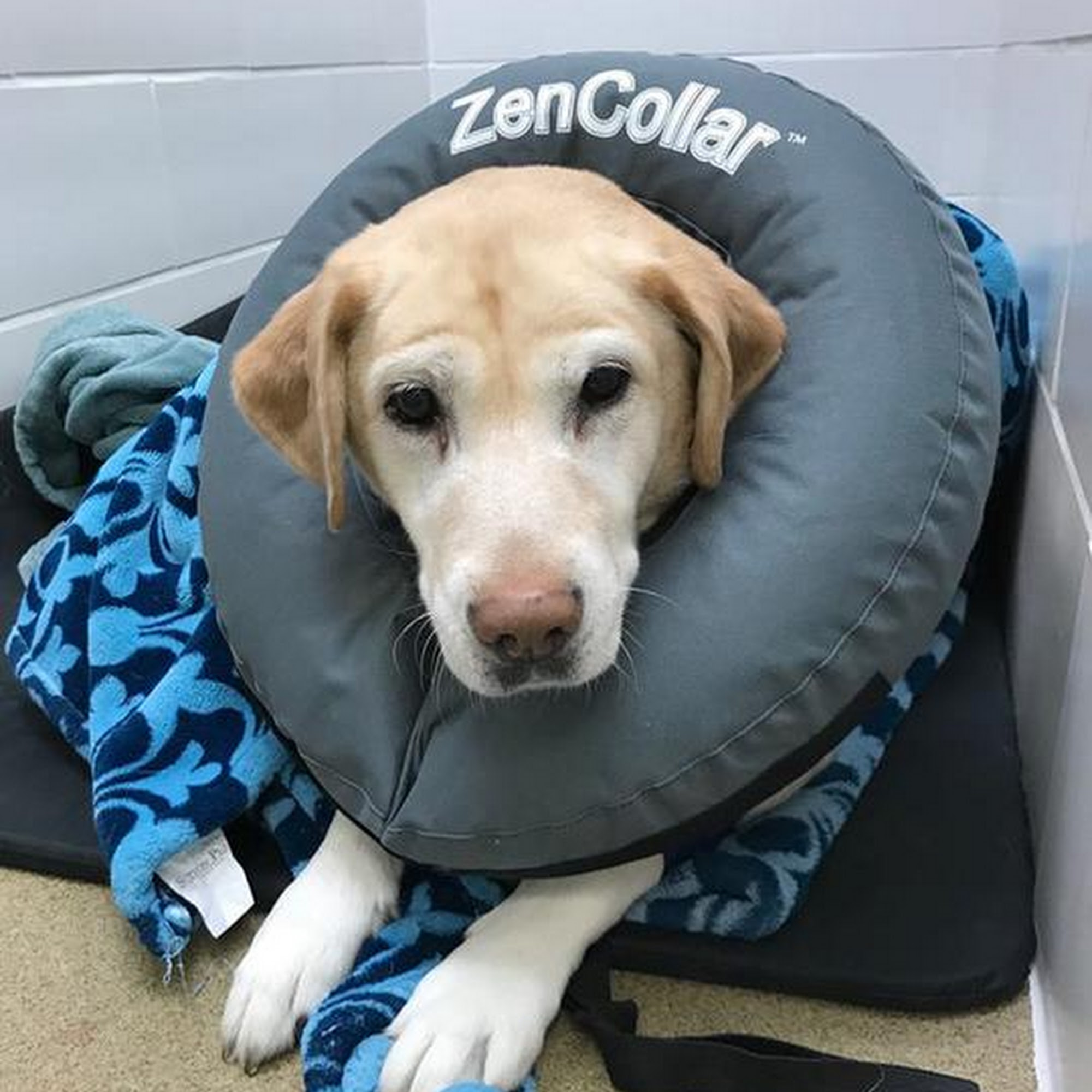 Janssen Veterinary Clinic Sheridan