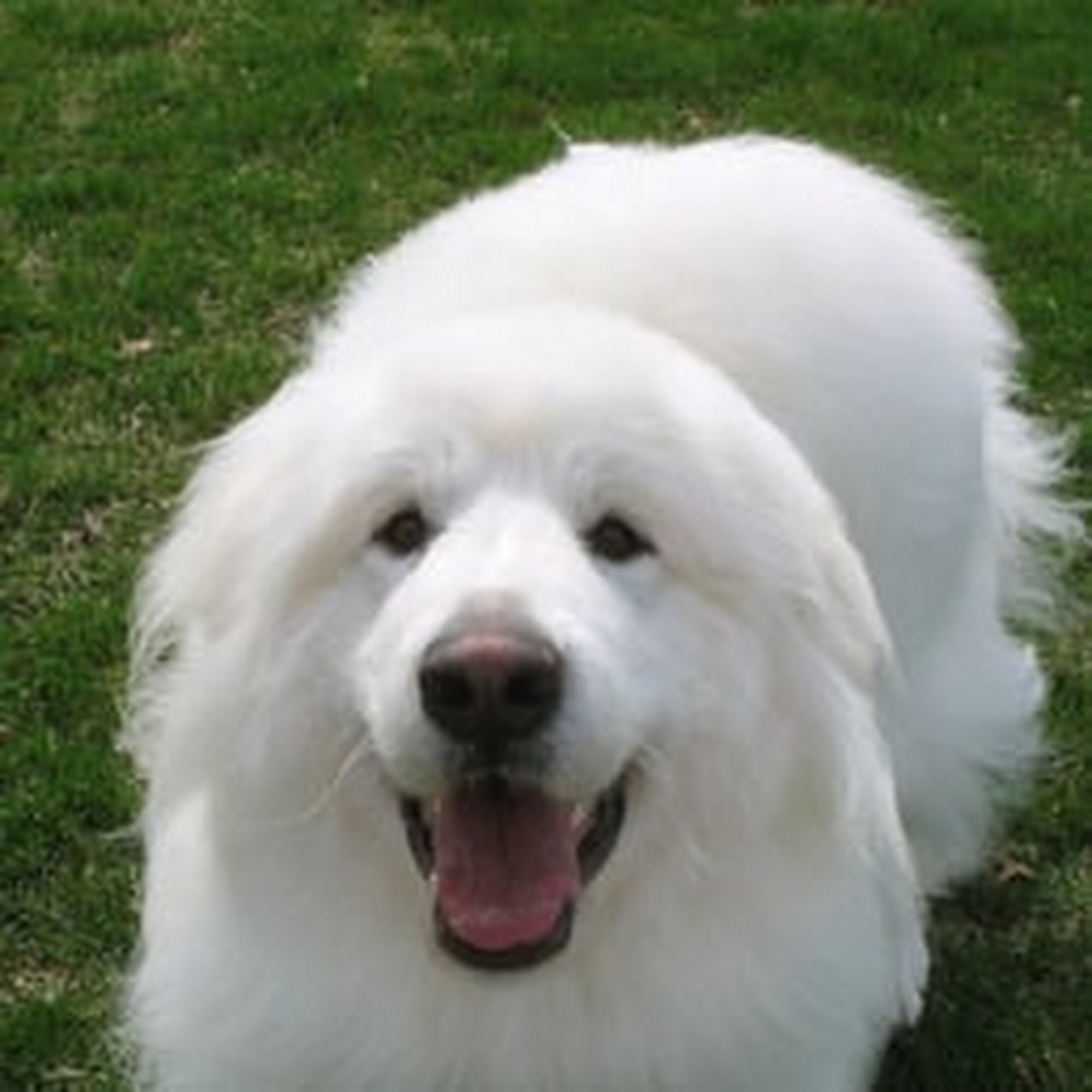 Hickory Acres Kennels Sheridan