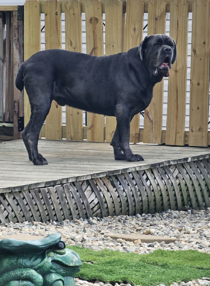 Heavenly Care Kennels Sheridan