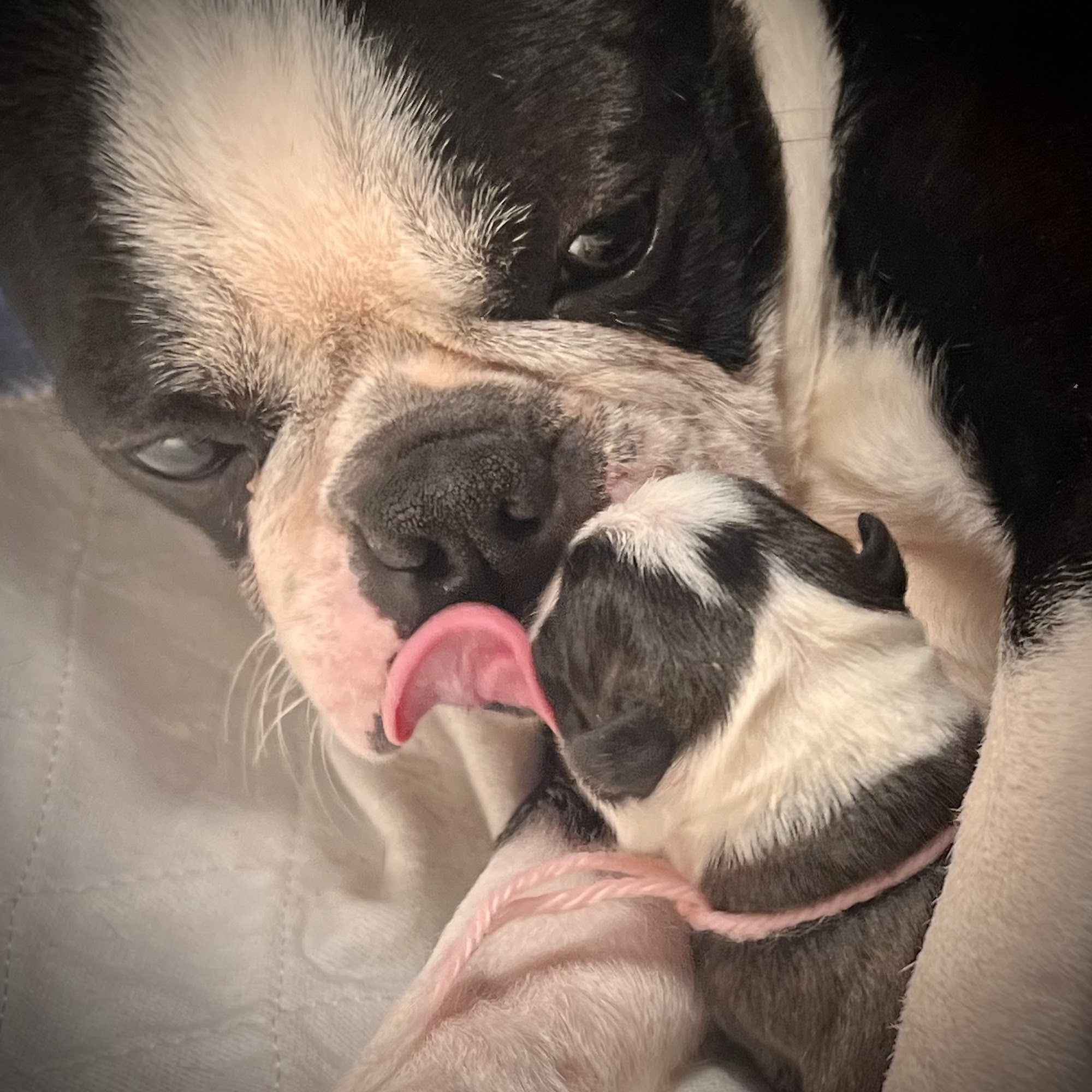 Painted Bostons Shoals