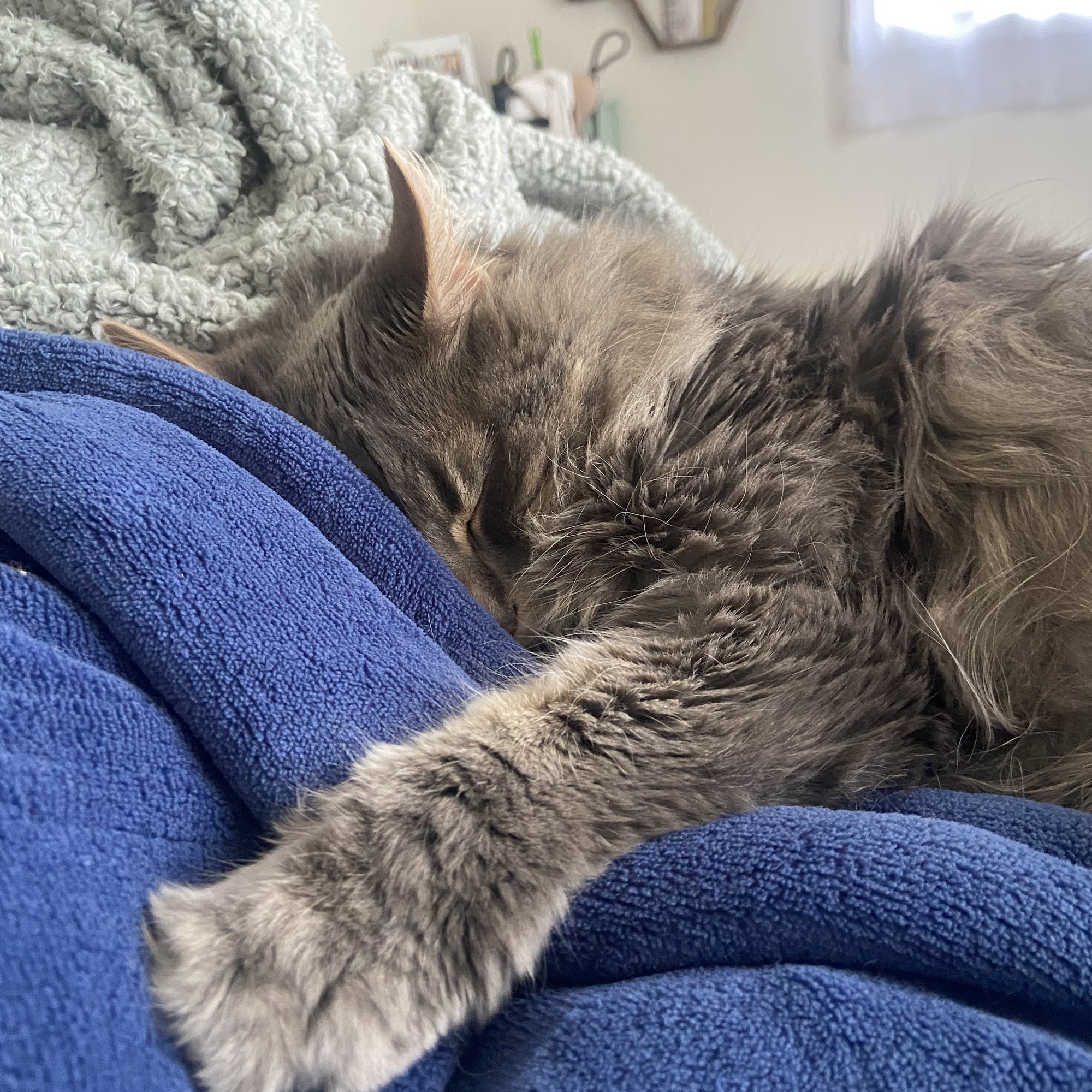 Sommers Veterinary Hospital Silver Lake