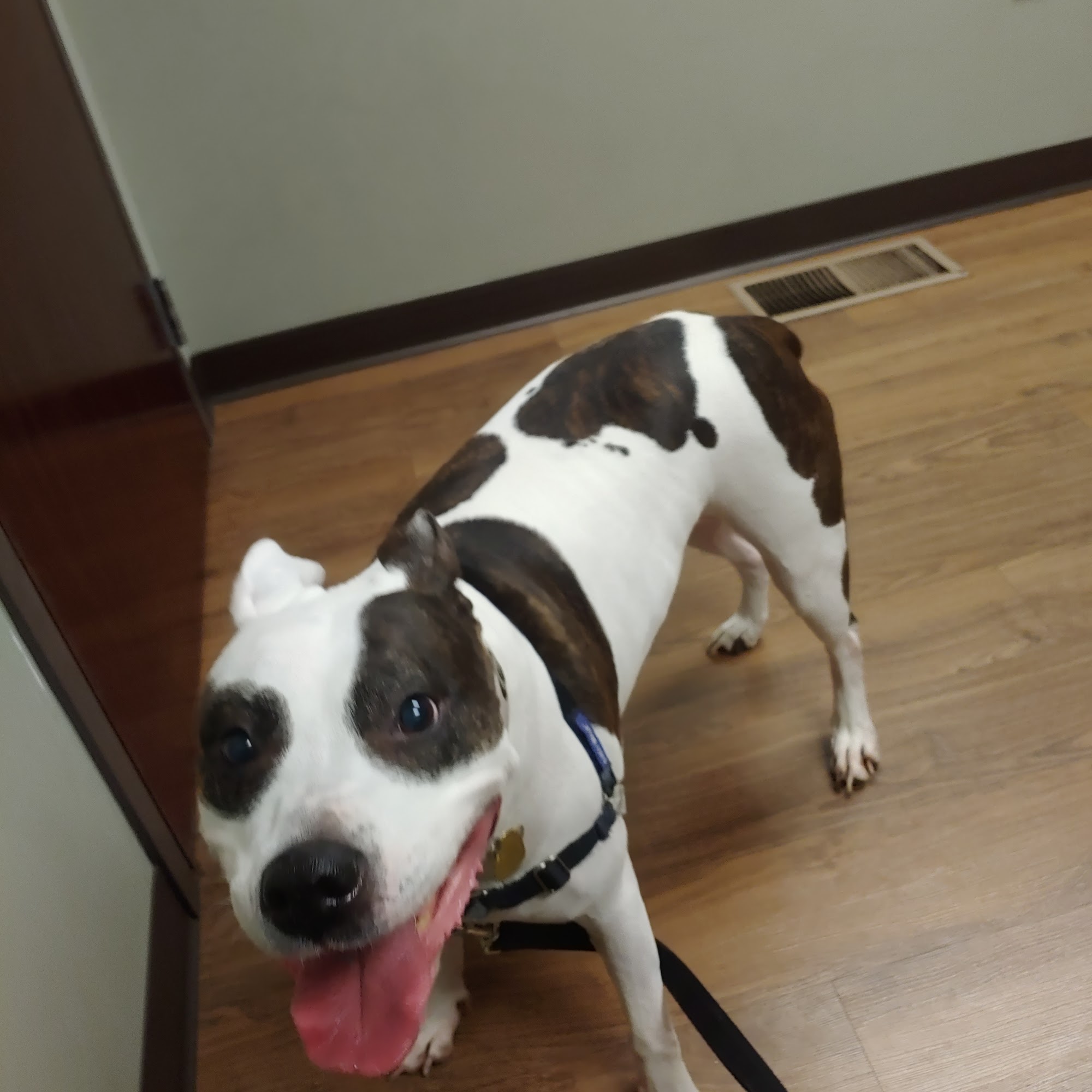 Family Pet Health Center South Bend