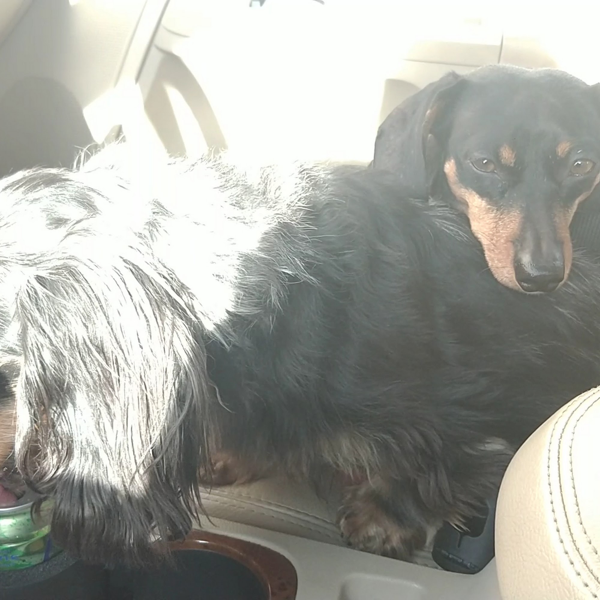 South Bend Animal Clinic South Bend