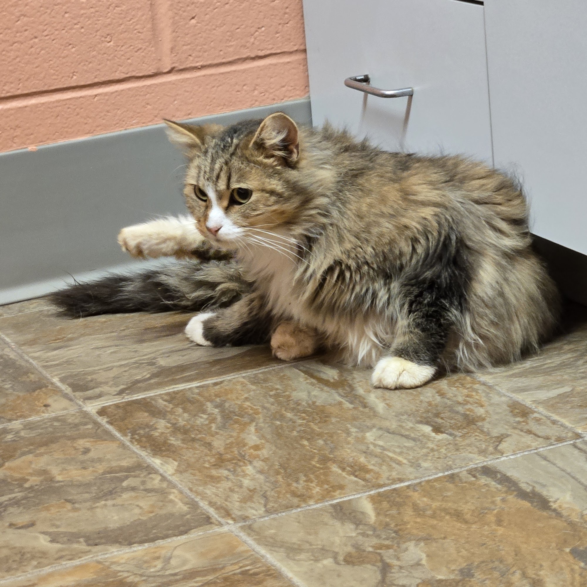 Tender Care Veterinary Clinic South Bend