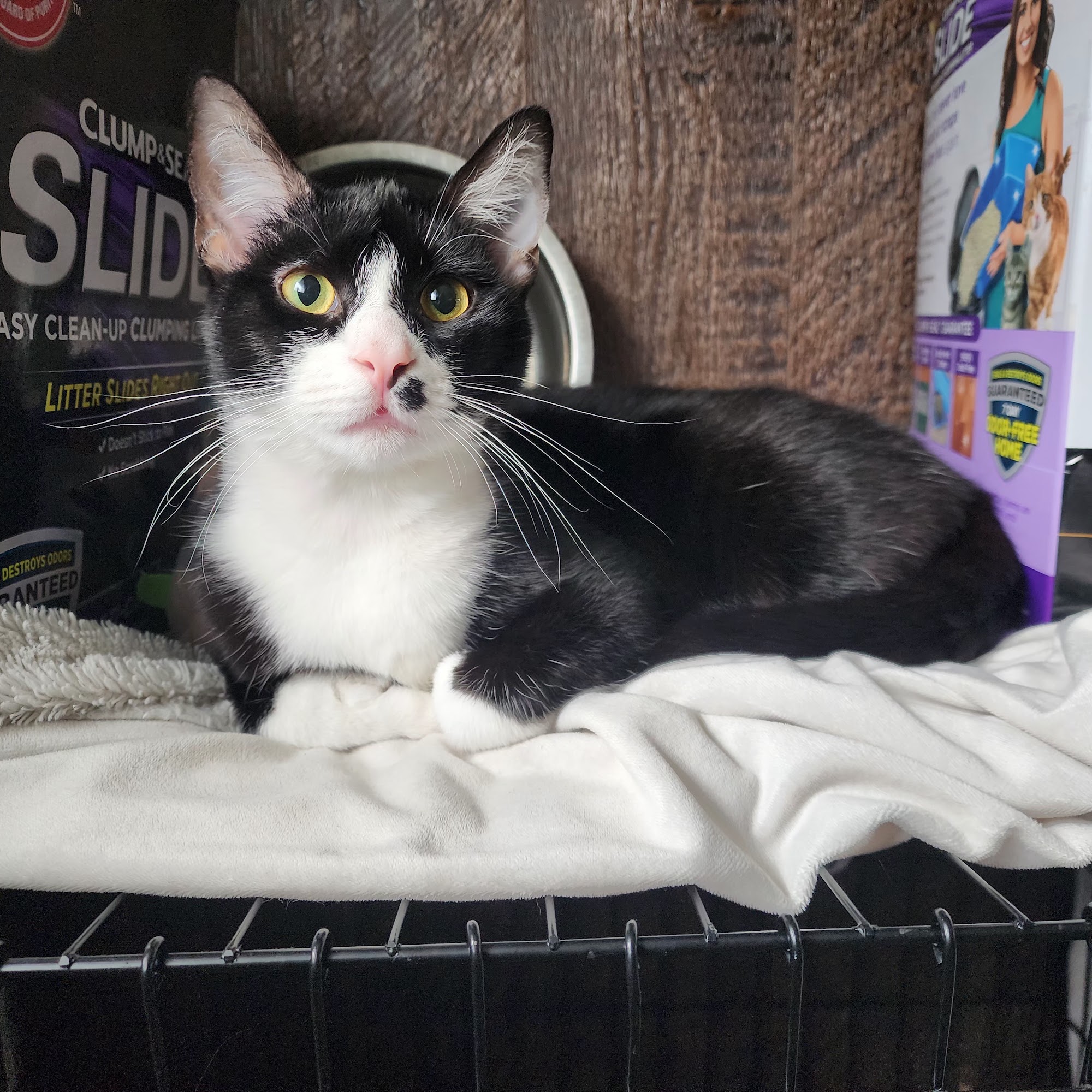 ABC Clinic South Bend