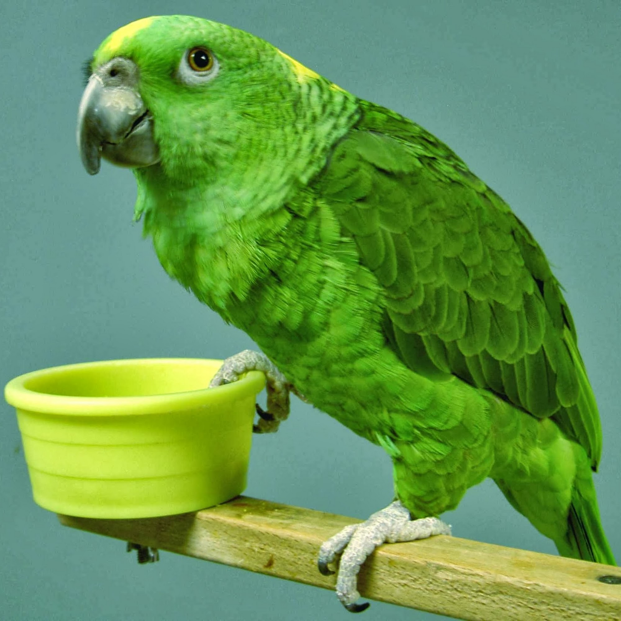 Western Veterinary Clinic South Bend