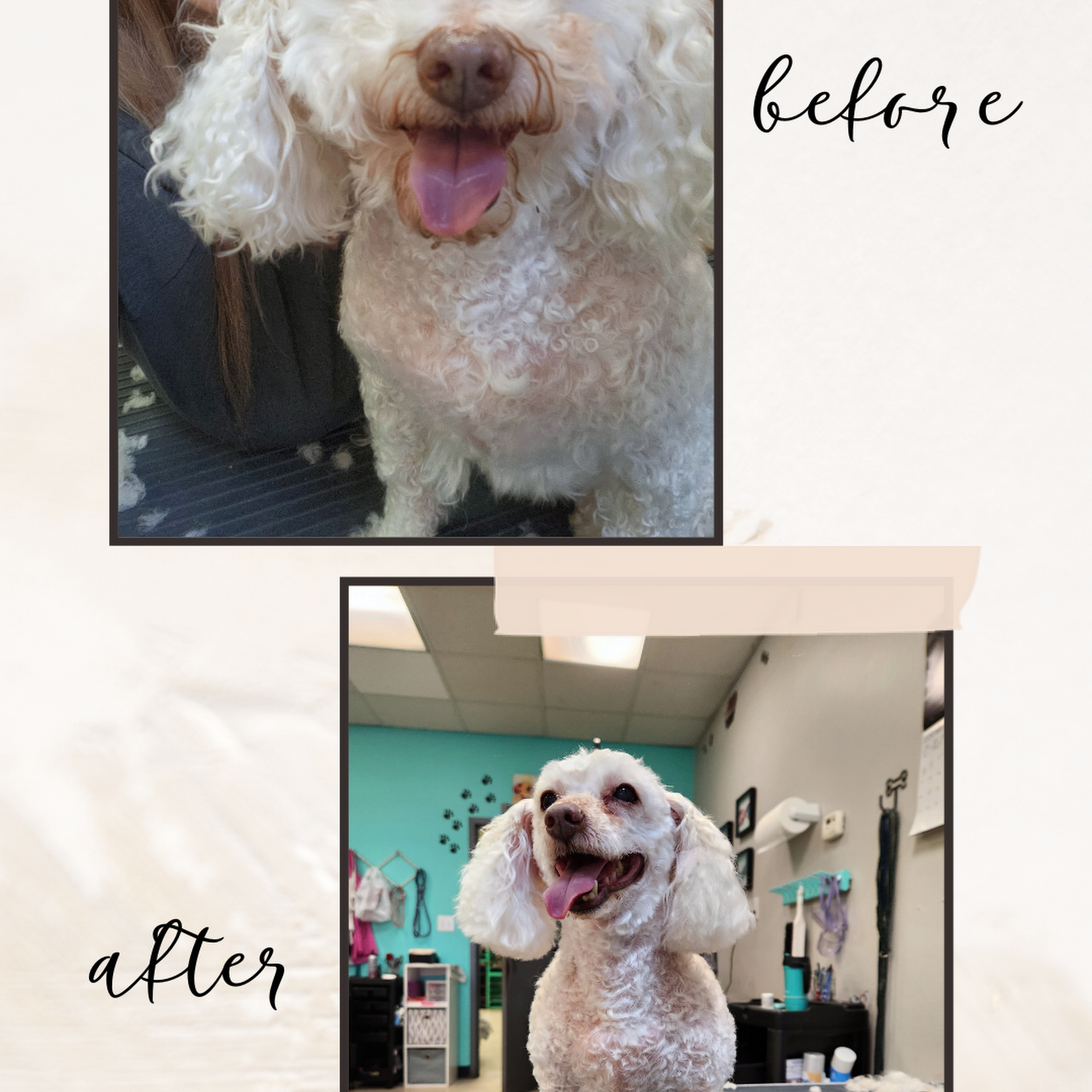 For Pets Sake Pet Grooming South Bend