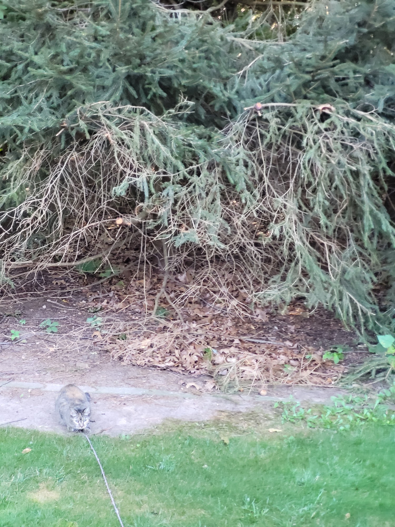 Mark Temple Tree Service