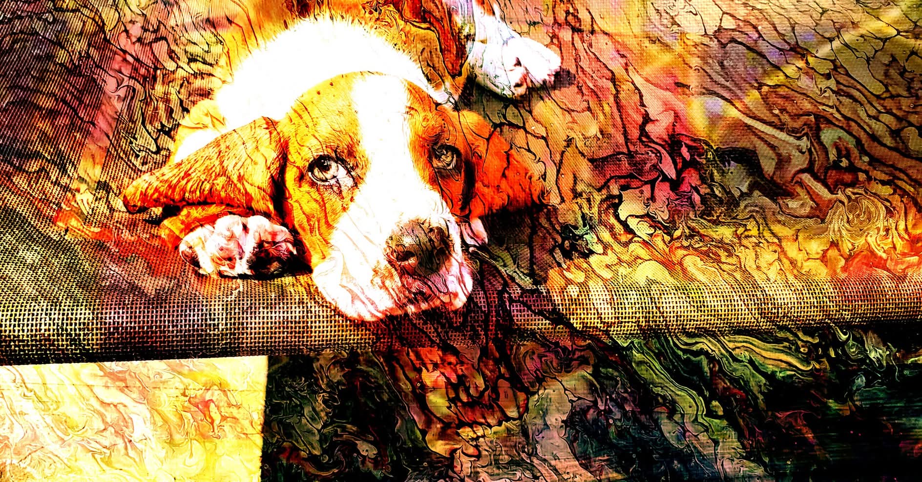 Allie's Barking Beauties & Training LLC South Bend