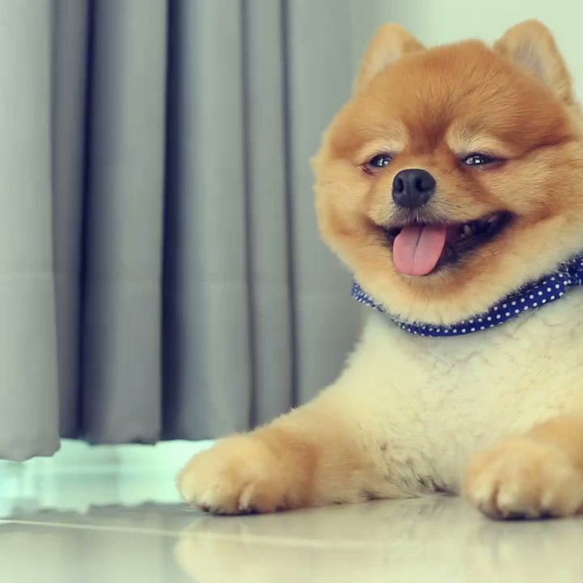 Allie's Barking Beauties & Training LLC South Bend