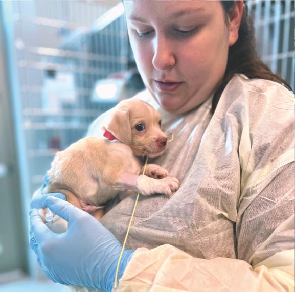 Preventative Pet Health of Michiana South Bend