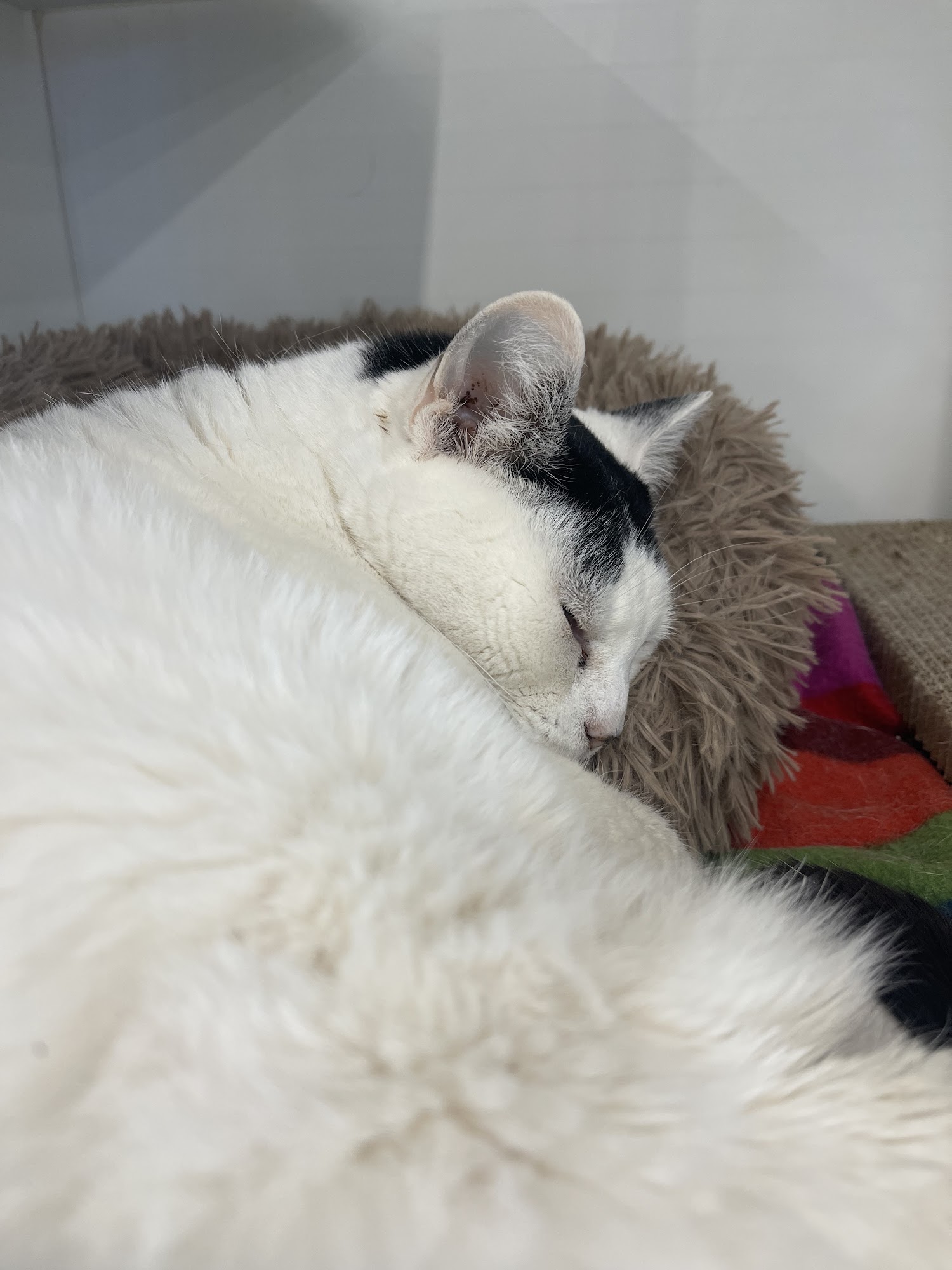 Pet Supplies Plus South Bend South Bend