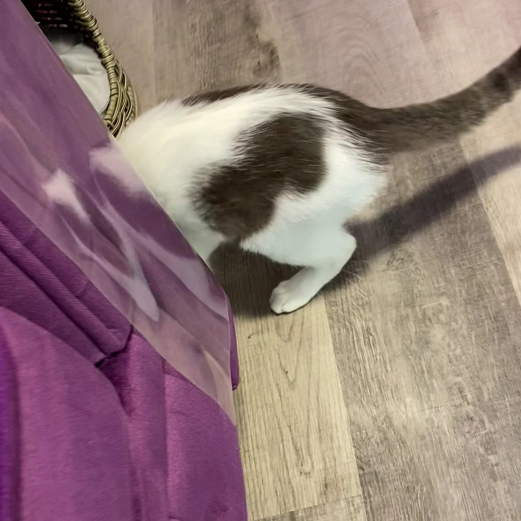 The Cat Lady Cafe South Bend South Bend