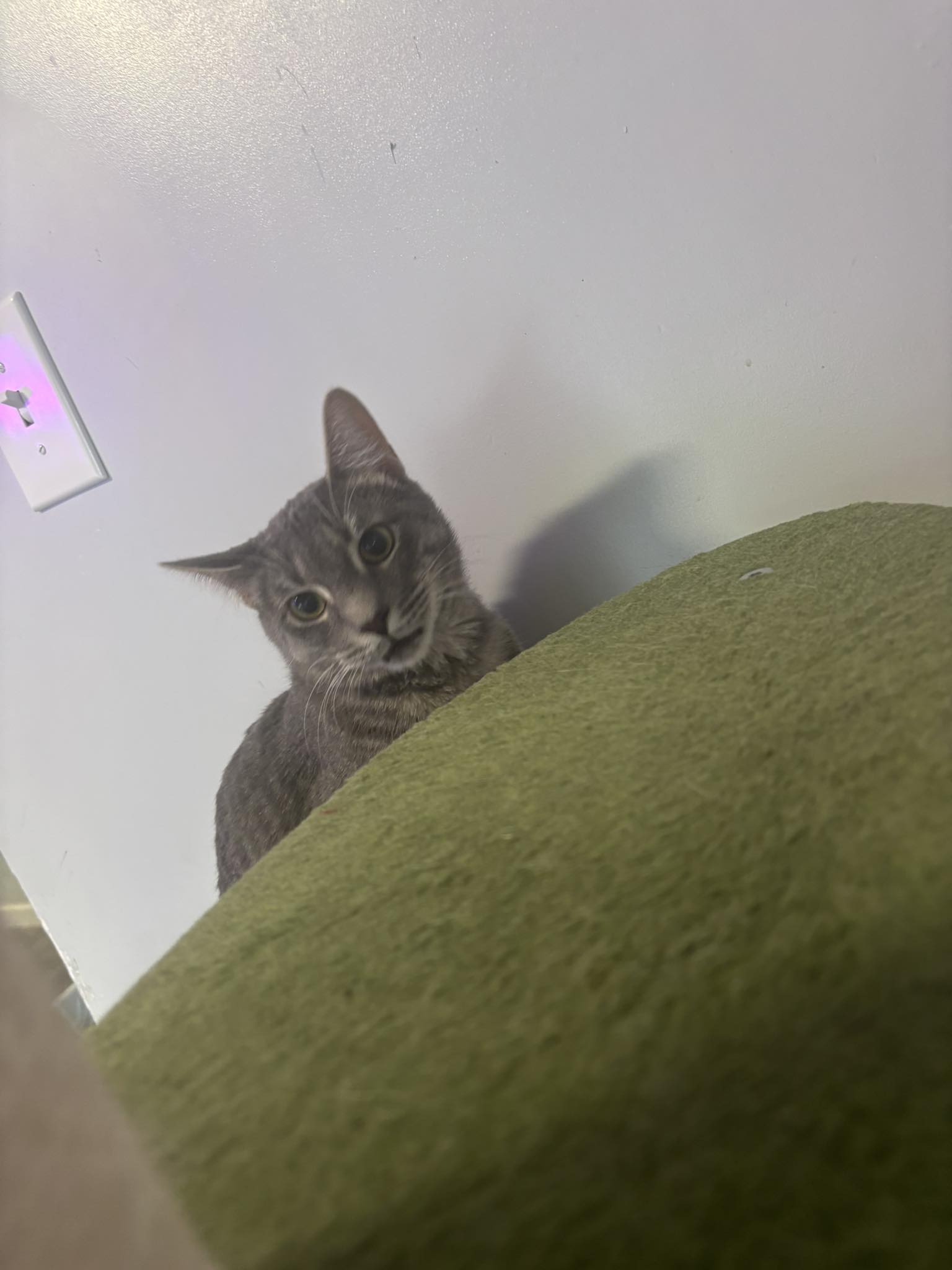 The Cat Lady Cafe South Bend South Bend