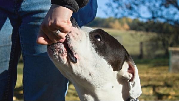 Justice K9 Training Spencer