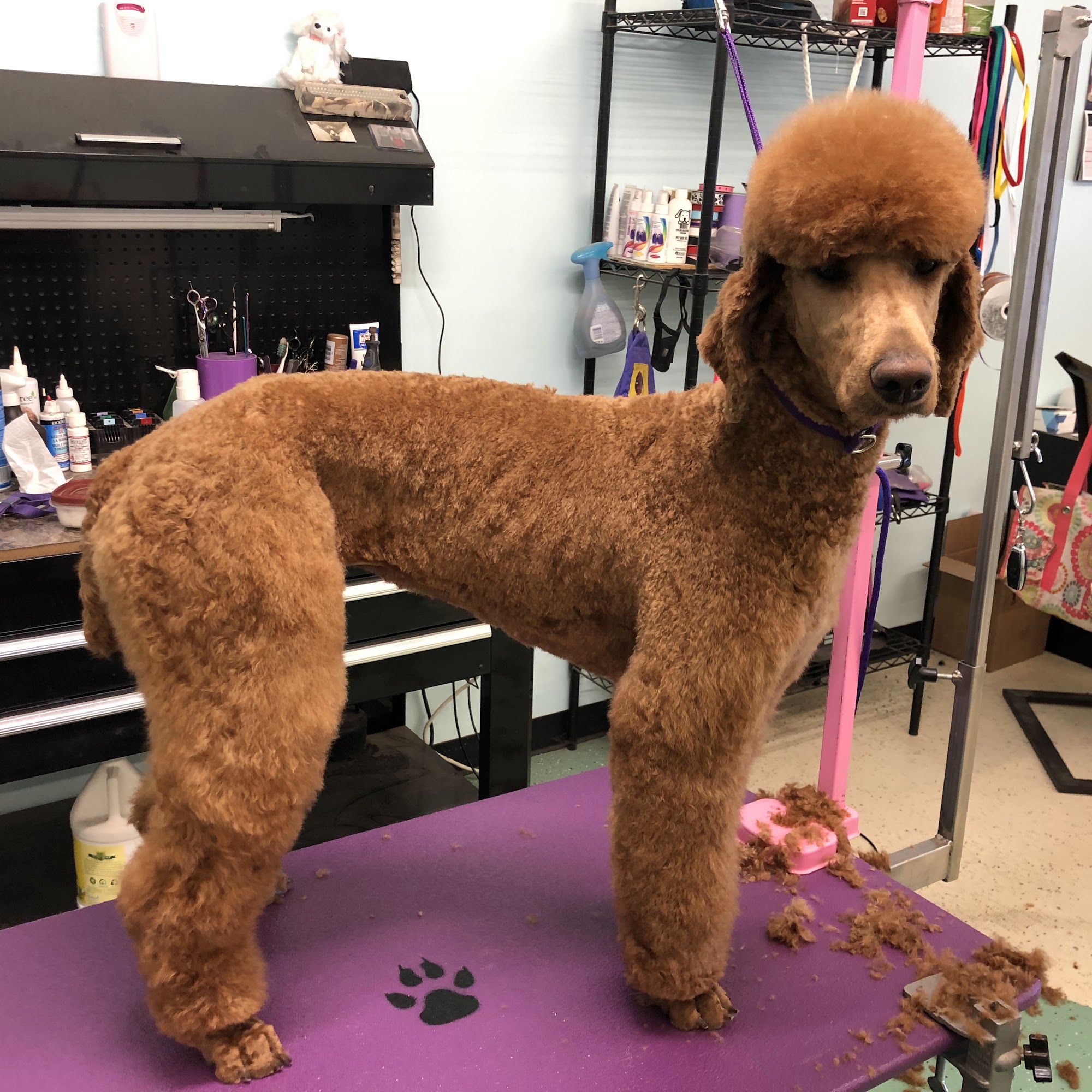 Doggy Style Pet Salon