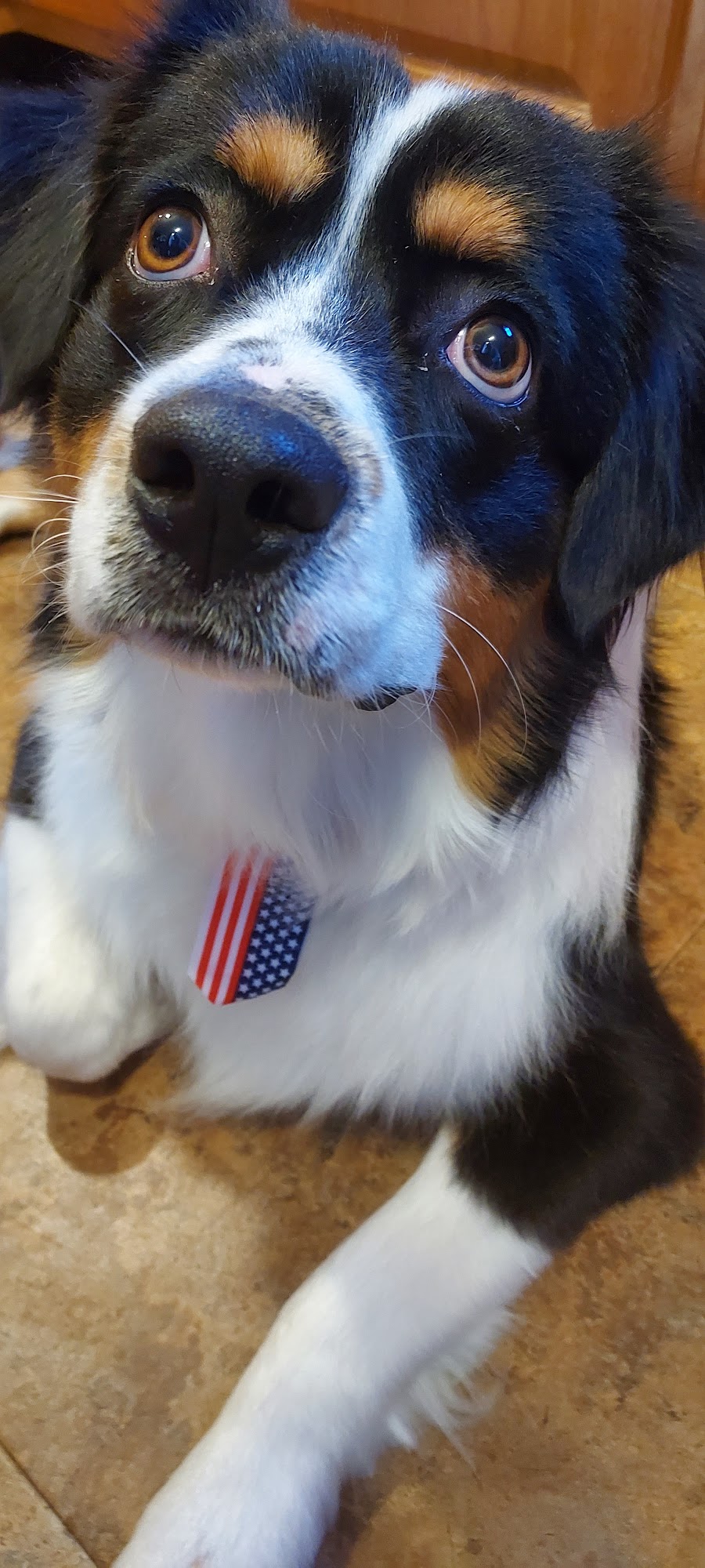 Country Grooming LLC 3809 E County Rd 700 S, Straughn Indiana 47387