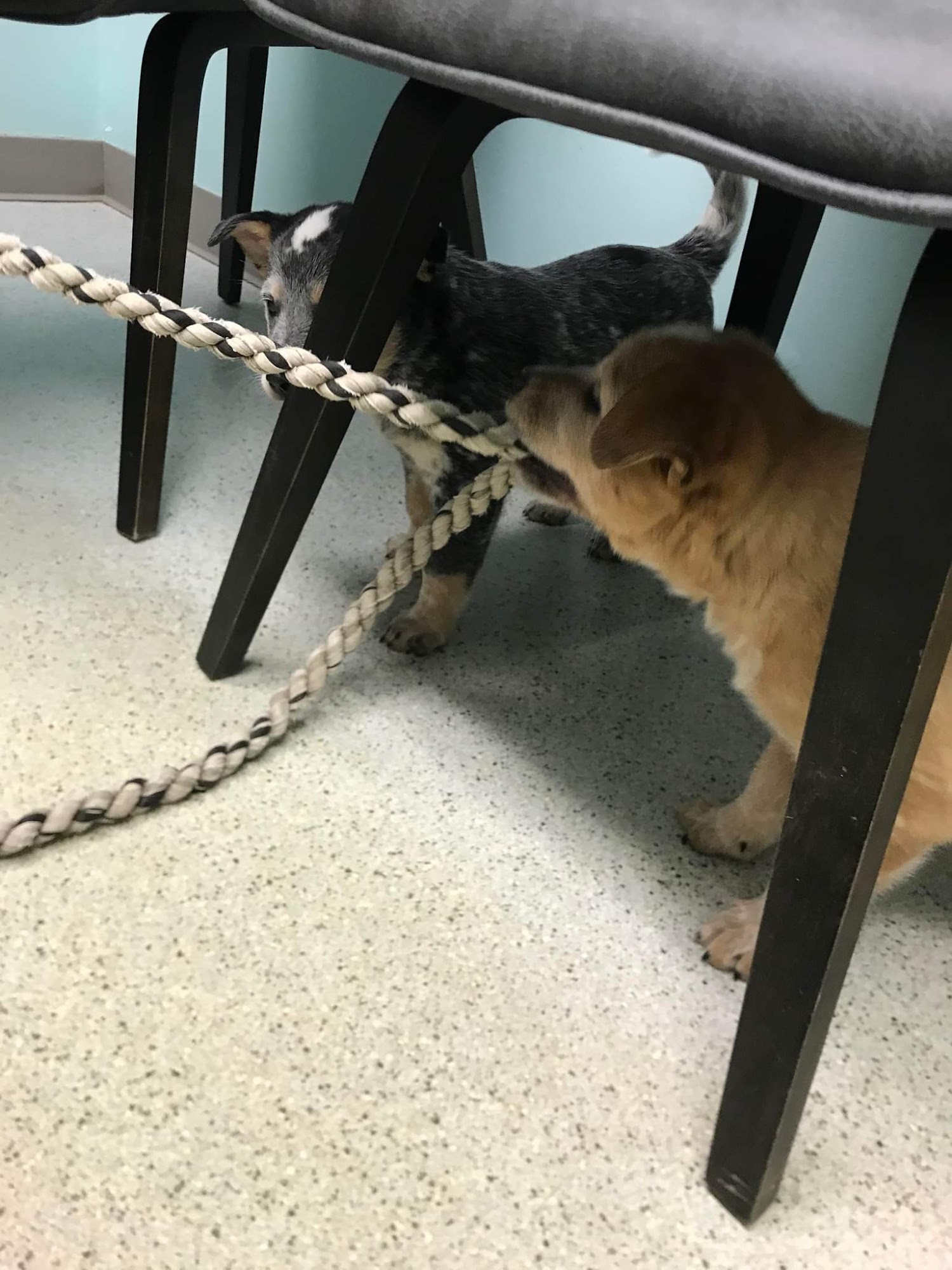 Sullivan County Animal Hospital Sullivan