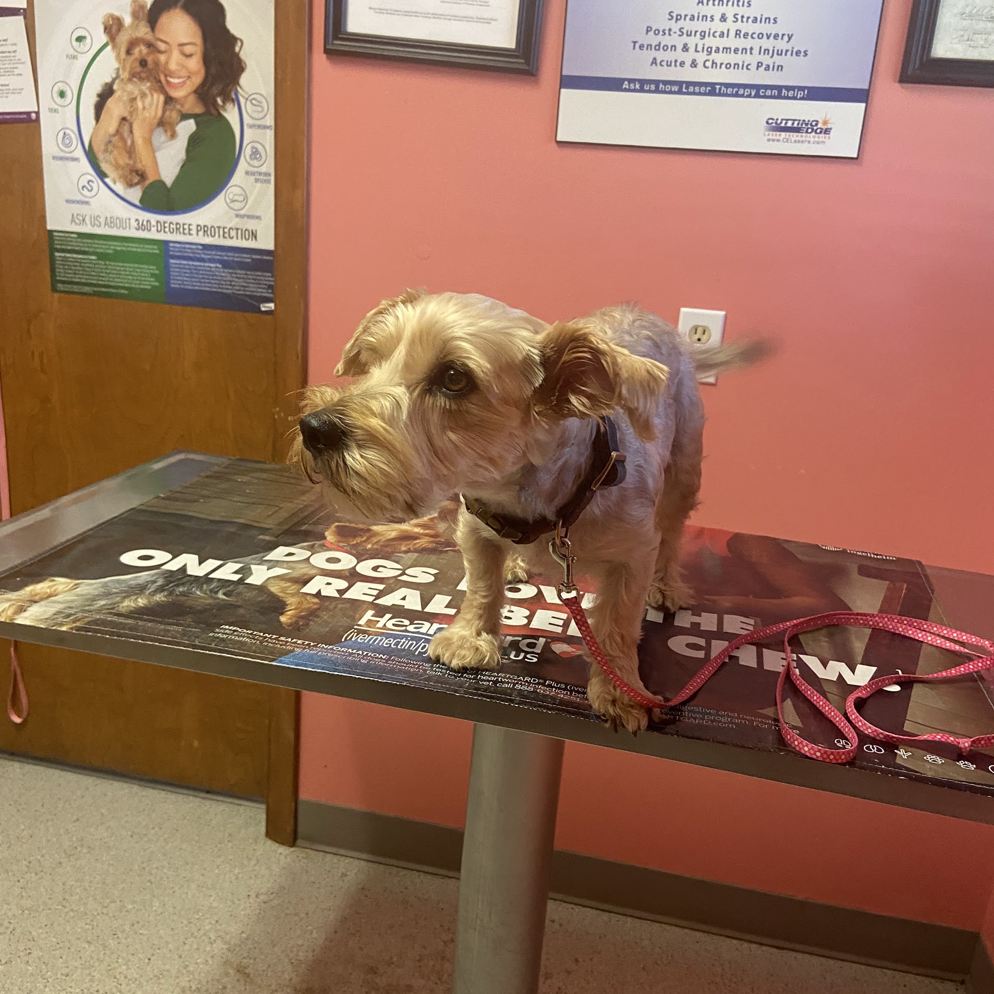 Sullivan County Animal Hospital: Poehlein Monica DVM Sullivan