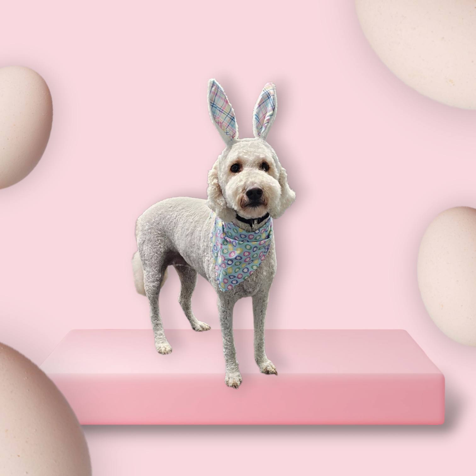 Just Paws Pet Services Sullivan