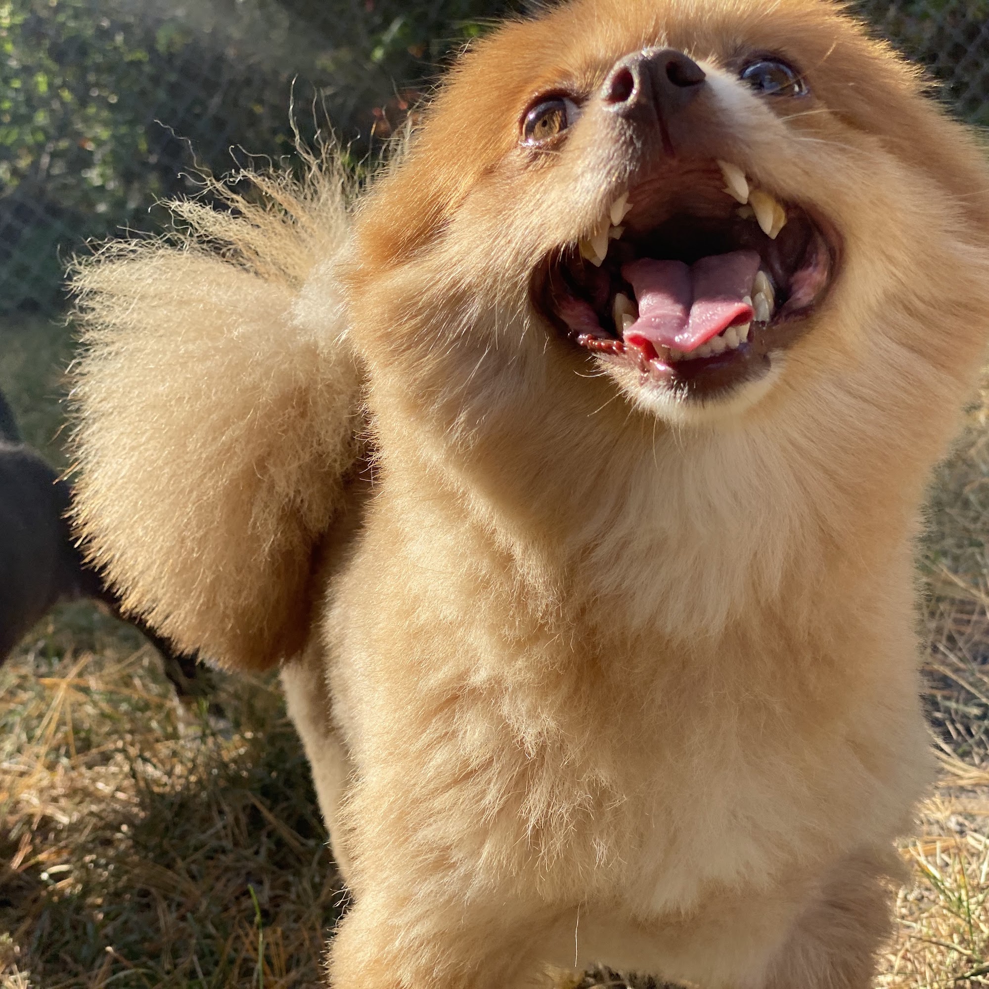 Hairyott Inn Sullivan