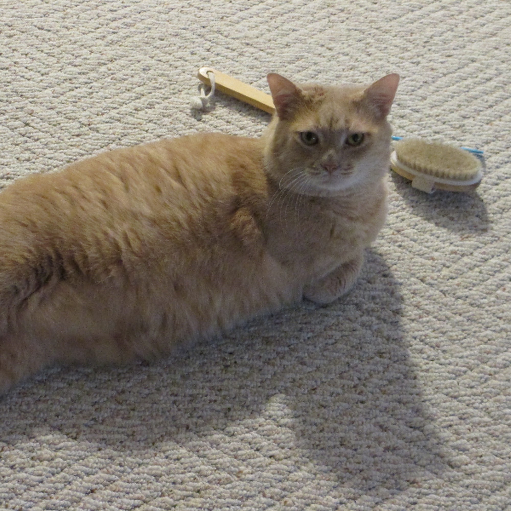 Animal Hospital of Syracuse Syracuse