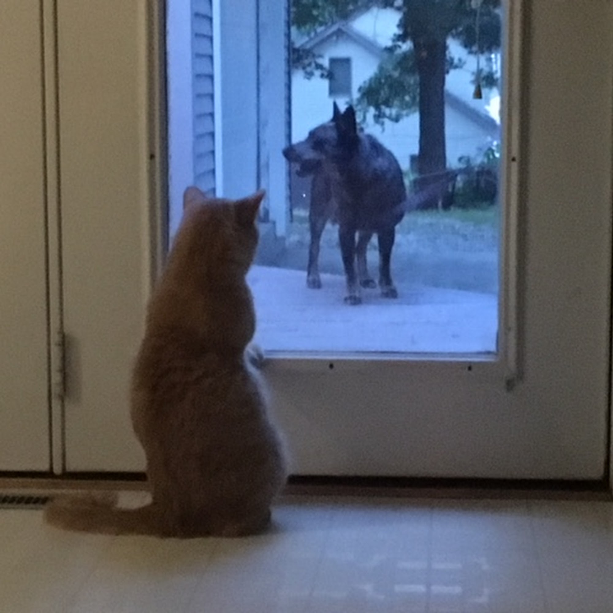 Jamie Stover, DVM Syracuse