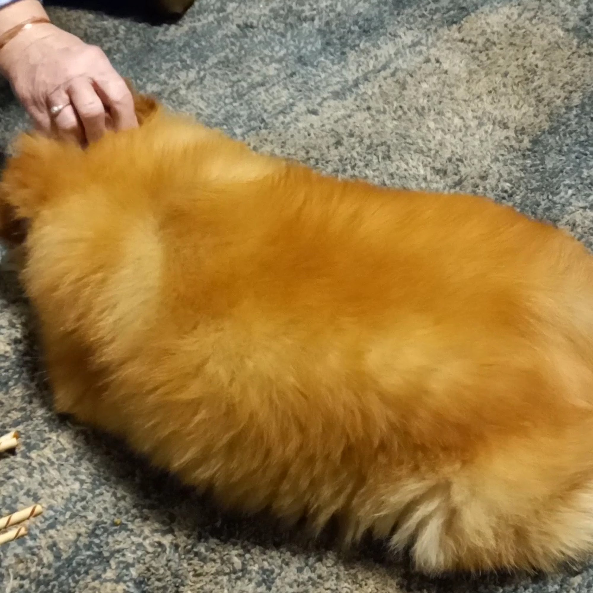 Brown Veterinary Hospital Terre Haute