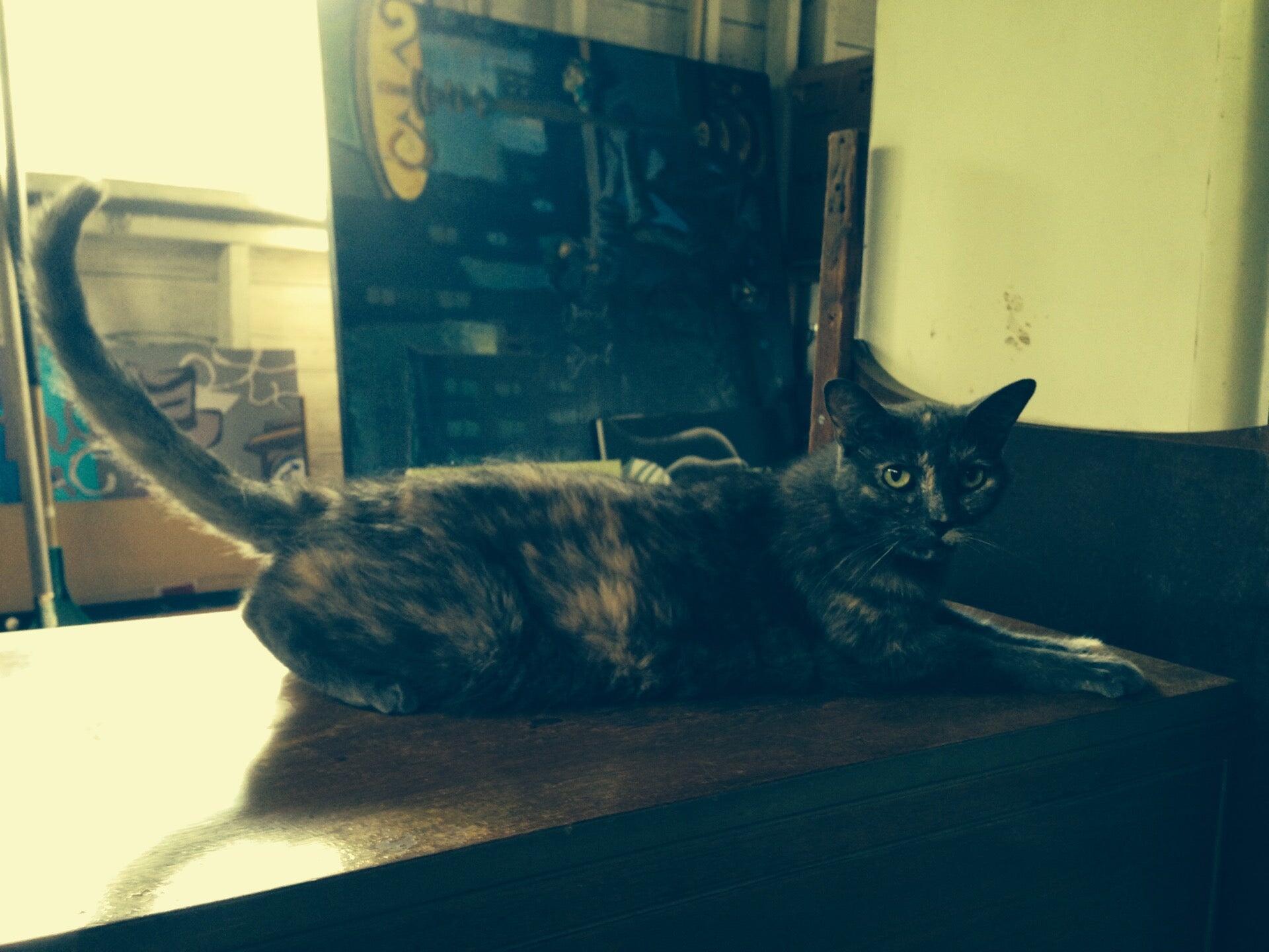 Brown Veterinary Hospital Terre Haute