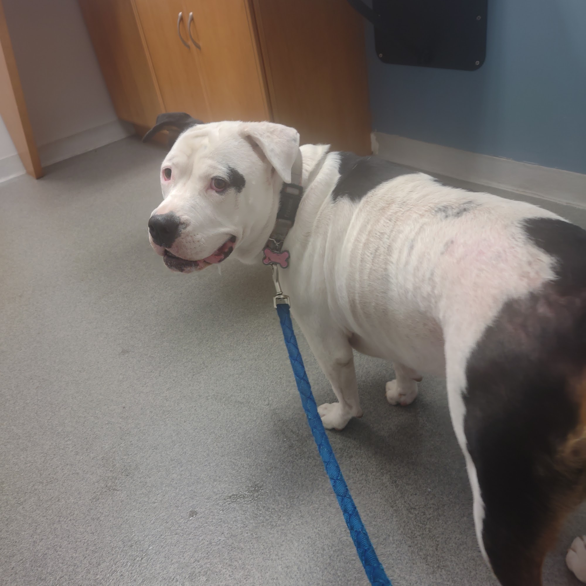 Petcare Animal Hospital Terre Haute