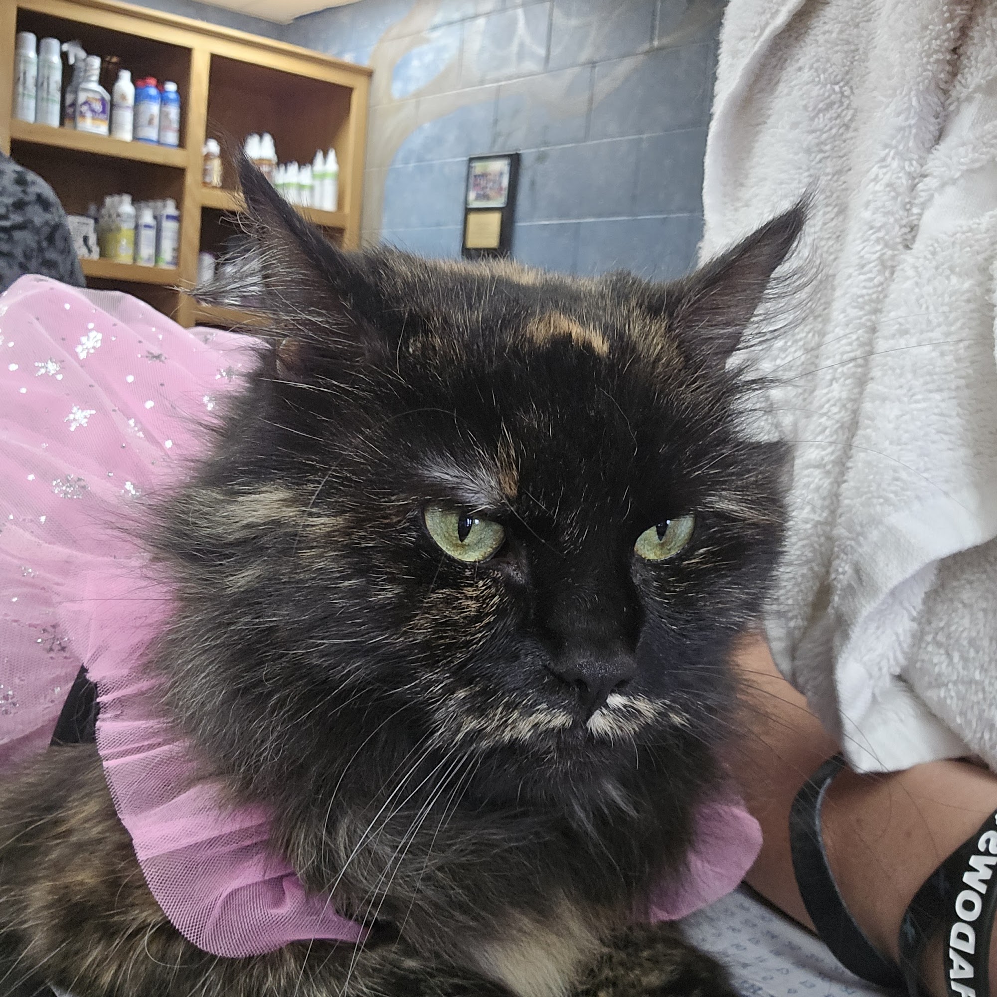 Honey Creek Animal Hospital Terre Haute